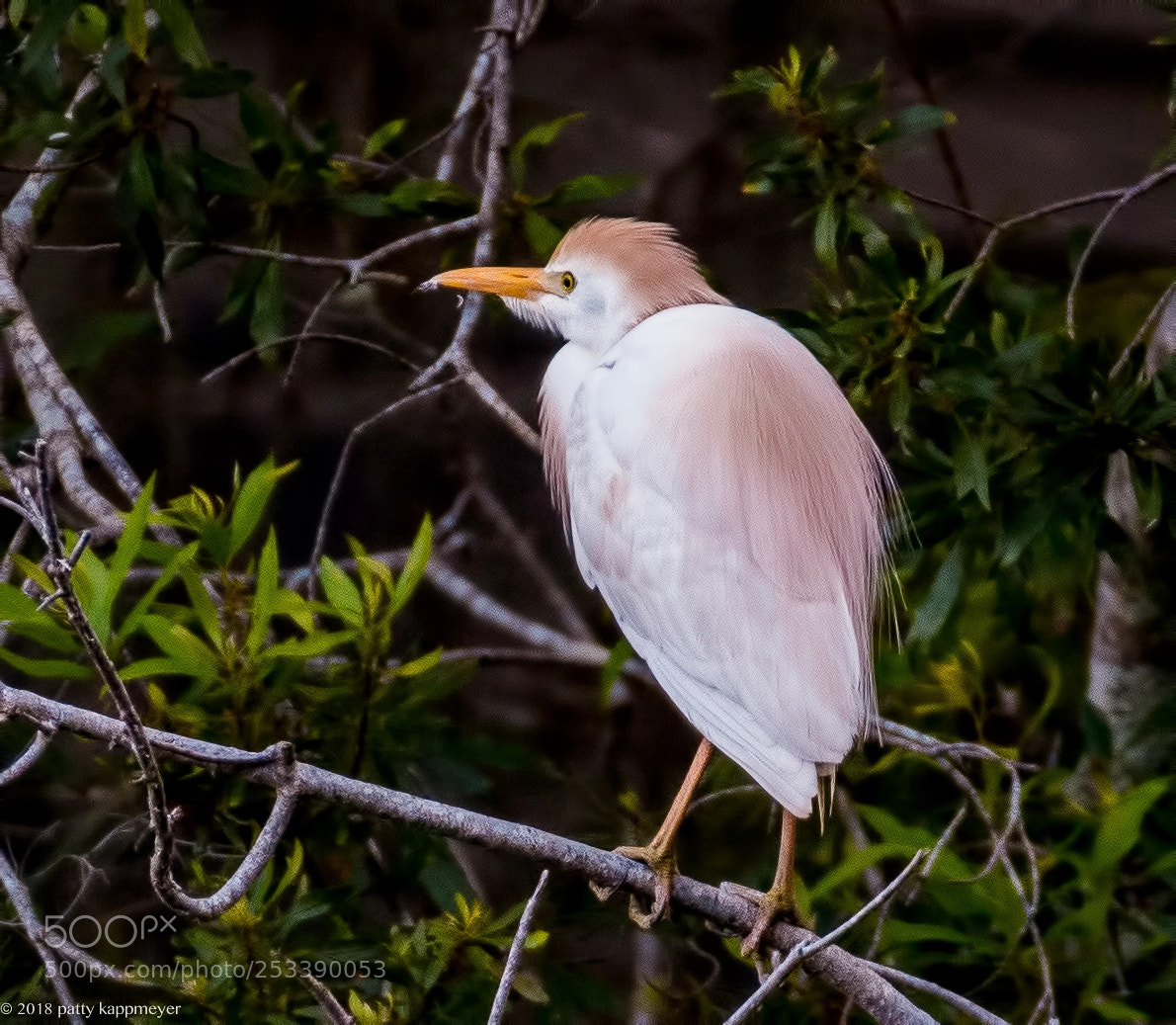 Nikon D7200 sample photo. Cattle egret photography
