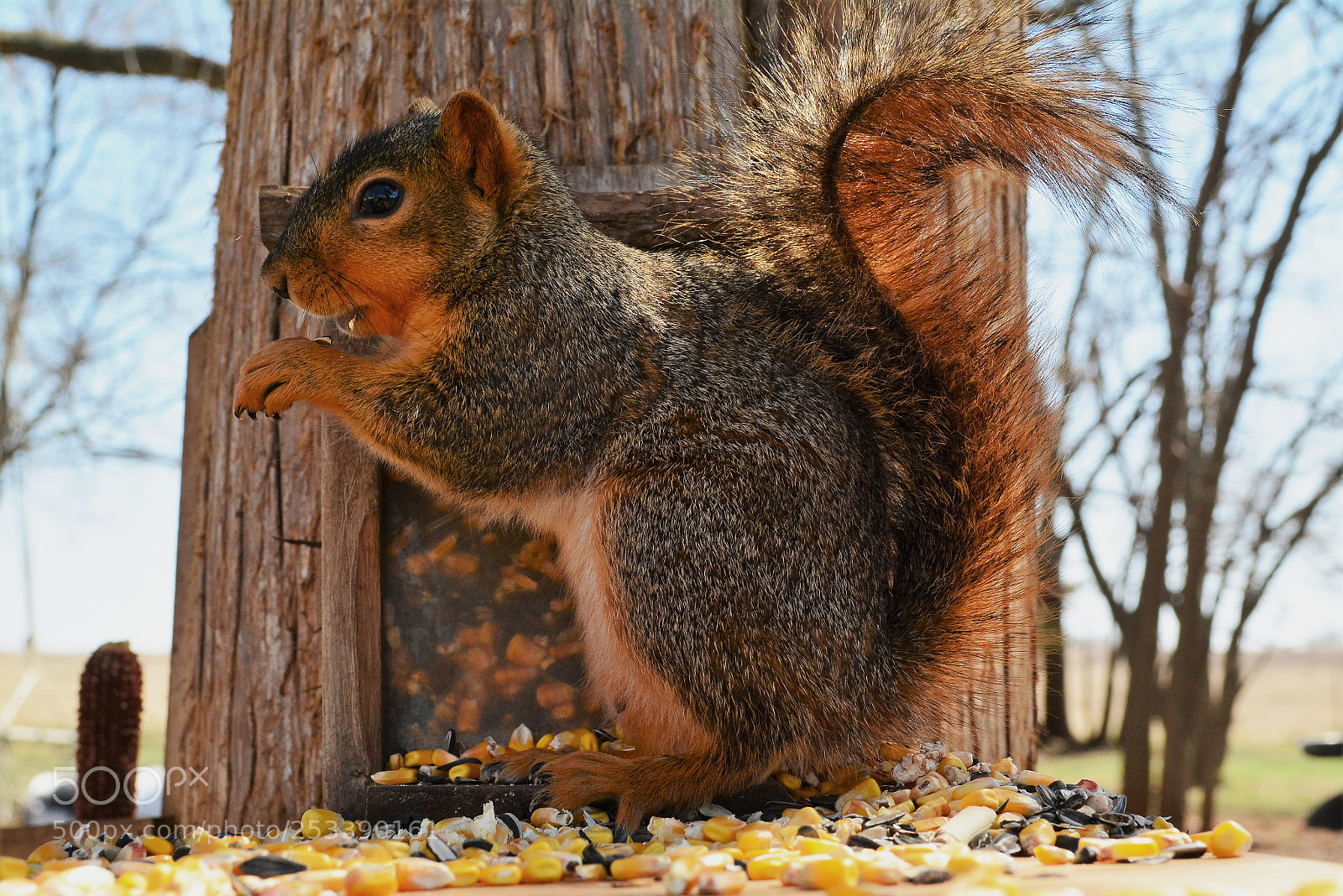 Nikon D7100 sample photo. Mmmmm corn! photography