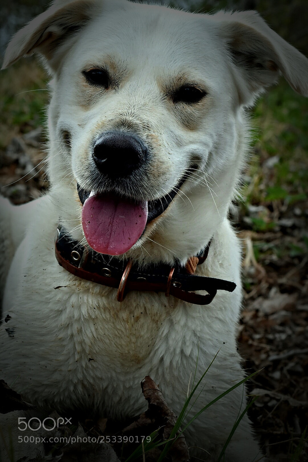 Nikon D7200 sample photo. Untitled photography
