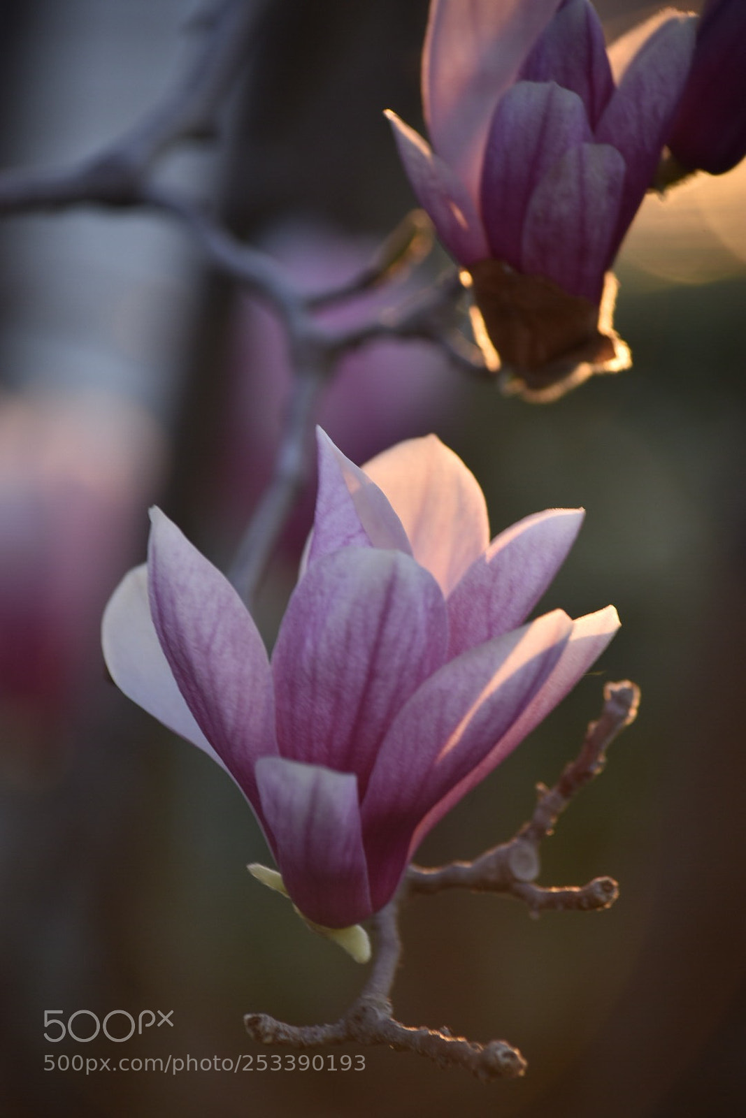 Nikon D7200 sample photo. Magnolia under the sunset  photography