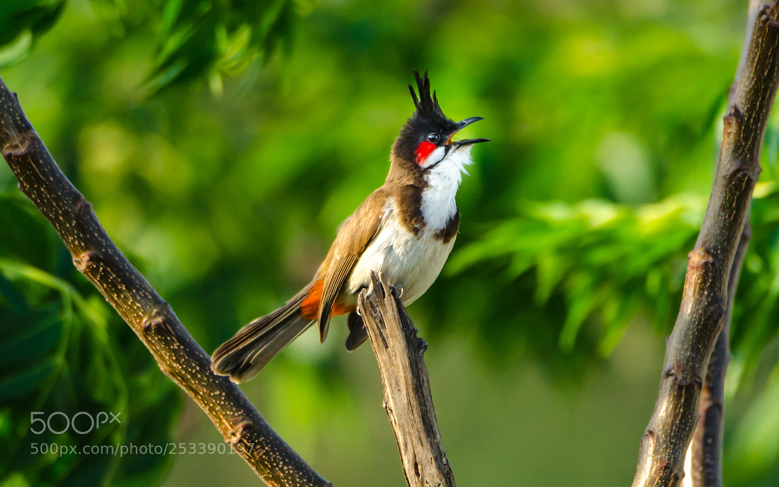 Nikon D7000 sample photo. An evening song photography