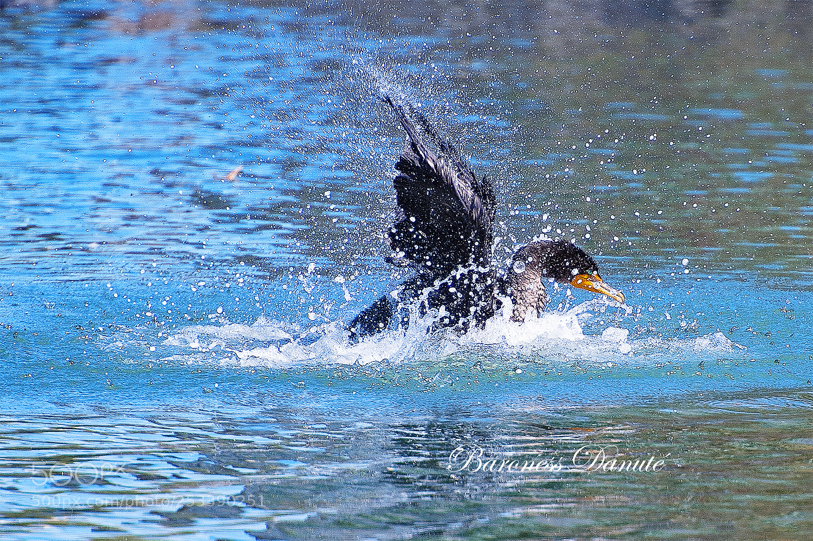 Nikon D3 sample photo. Golden nose photography