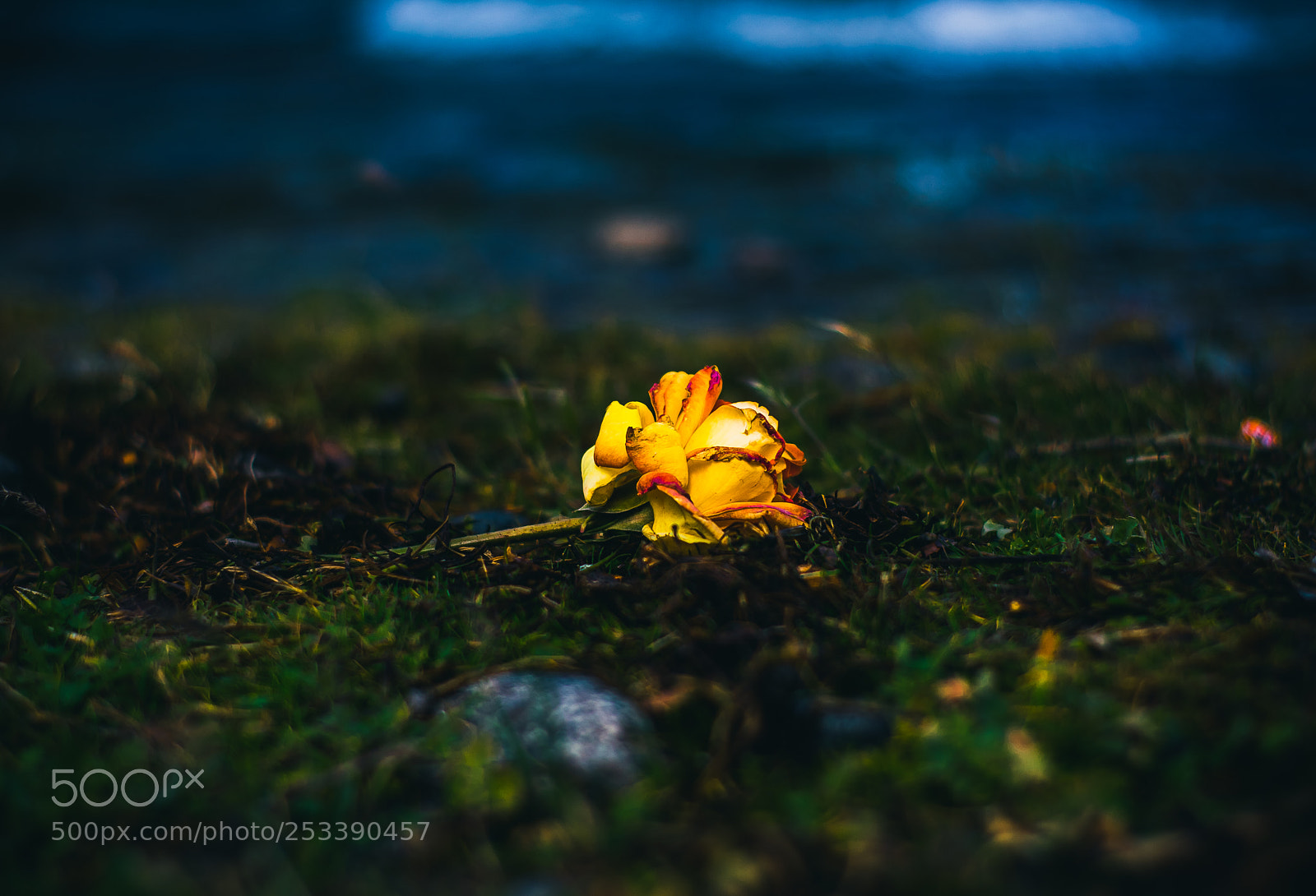 Nikon D3400 sample photo. Lonely flower photography