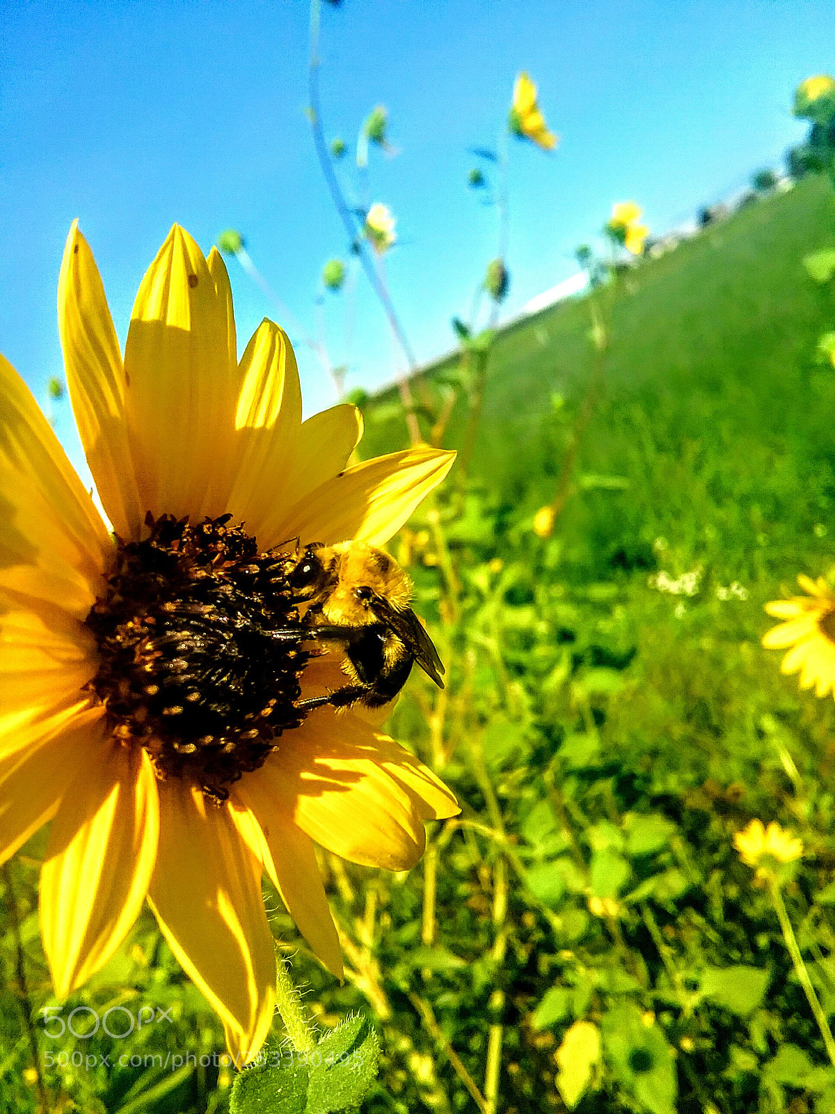 Samsung Galaxy J3(2016) sample photo. Buzzing bees photography