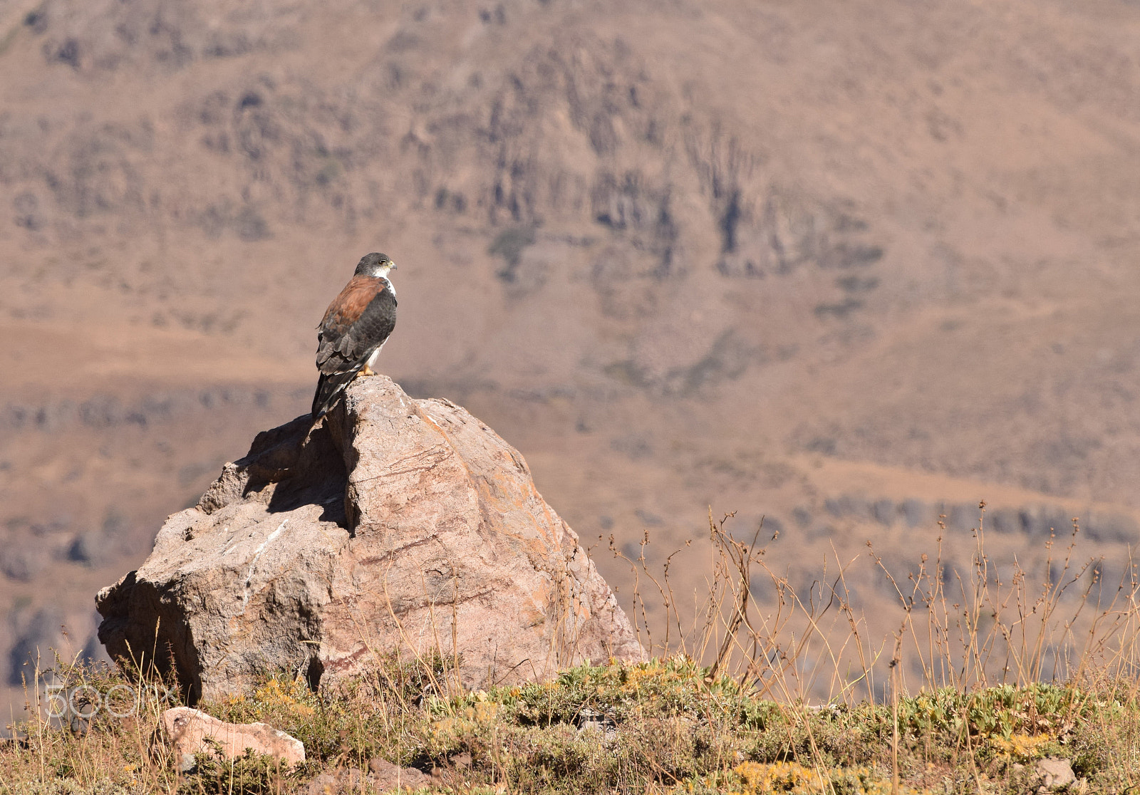 Nikon D3300 sample photo. Aguilucho hembra photography