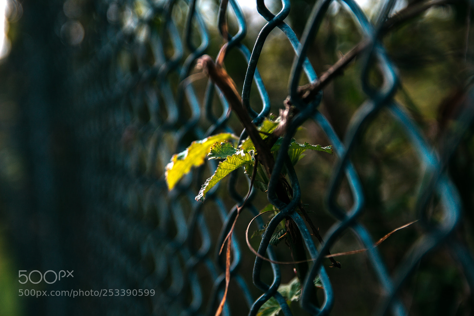 Canon EOS 700D (EOS Rebel T5i / EOS Kiss X7i) sample photo. Be yourself photography