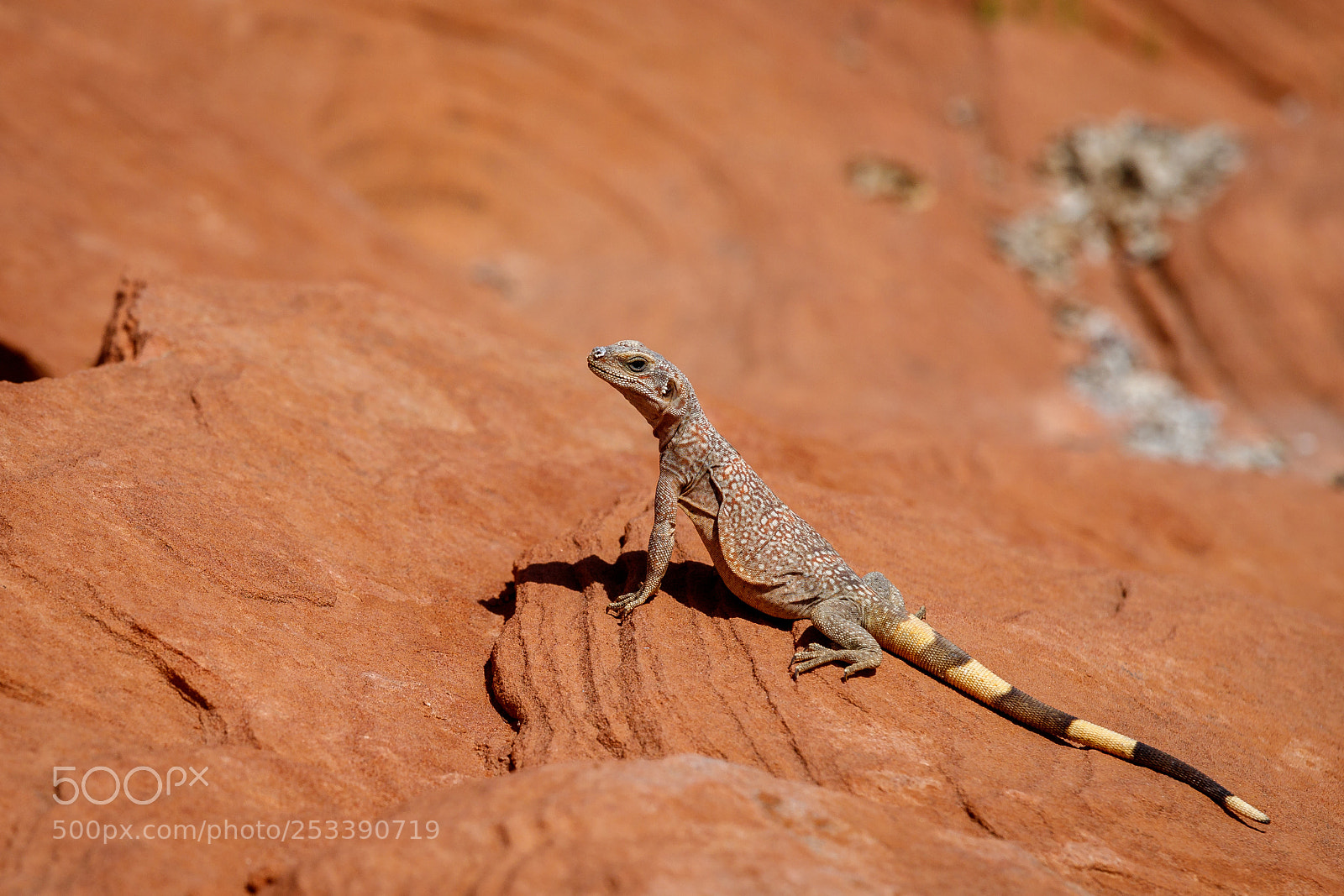 Canon EOS 6D Mark II sample photo. Inhabitant of the valley photography