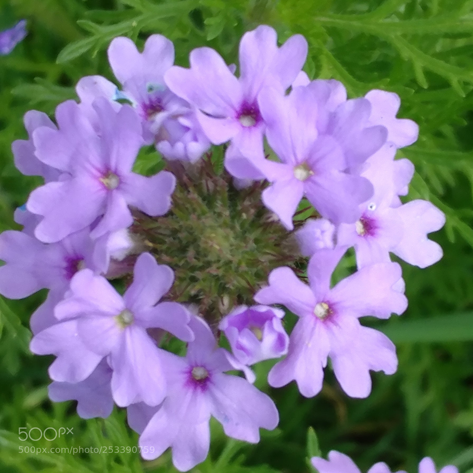 LG V20 sample photo. 20180412_111226-1.jpg photography