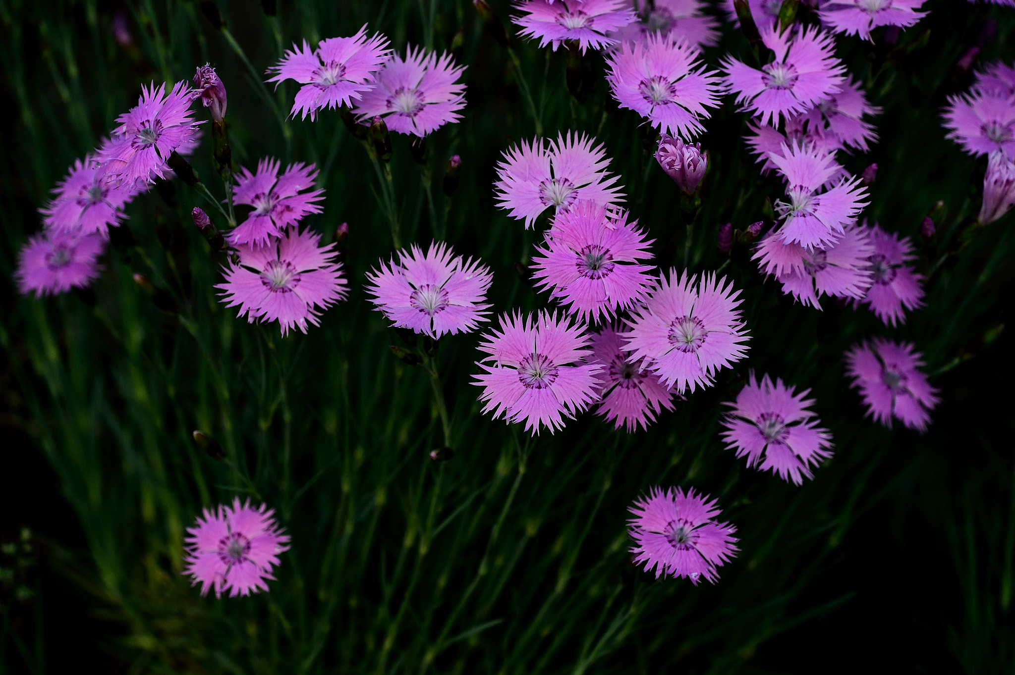 Tamron SP AF 180mm F3.5 Di LD (IF) Macro sample photo. Flowers in the spring photography