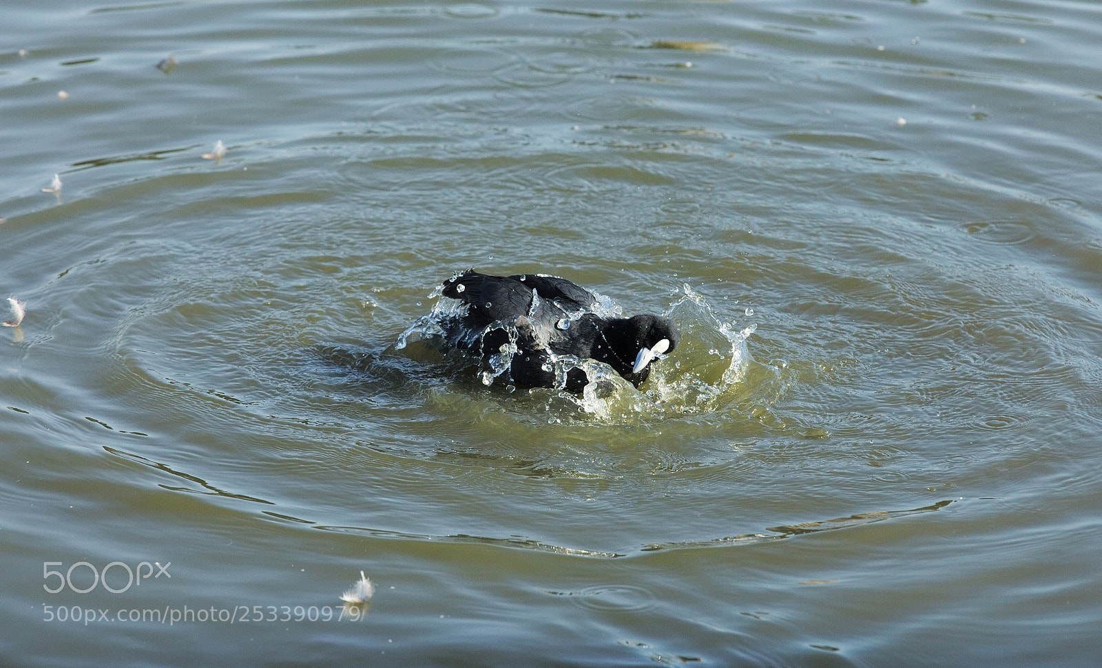 Canon EOS 5D Mark IV sample photo. Fulica atra cleaning itself 1 photography