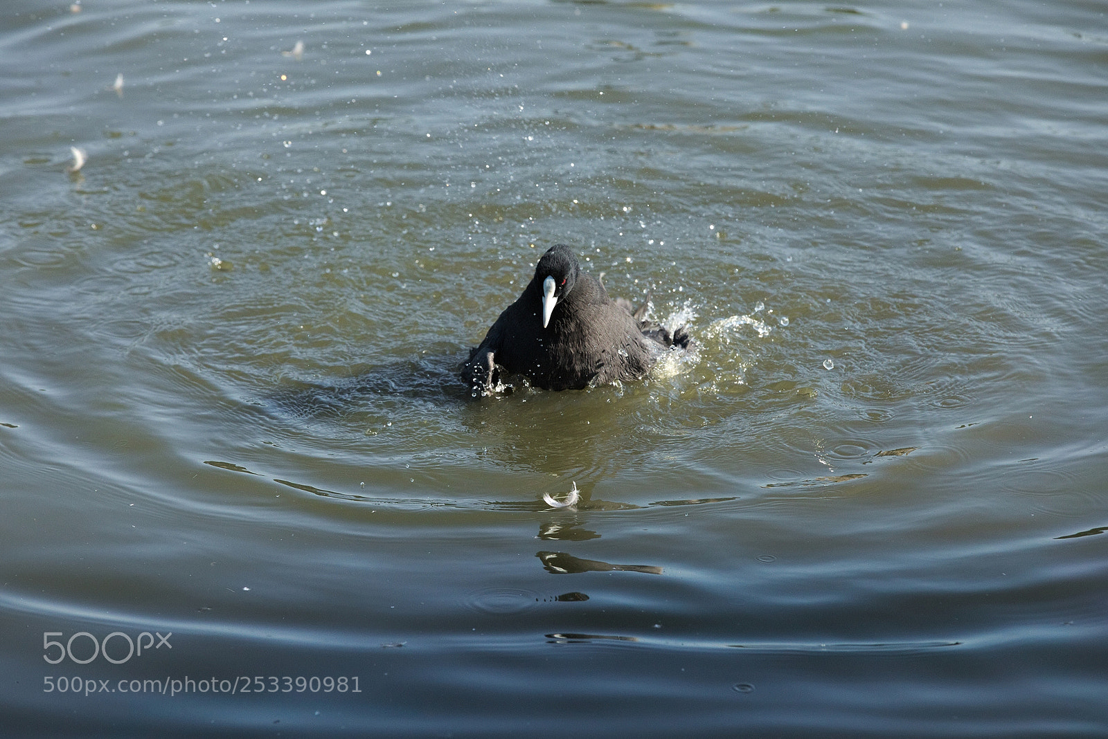 Canon EF 70-200mm F2.8L IS II USM sample photo. Fulica atra cleaning itself 2 photography