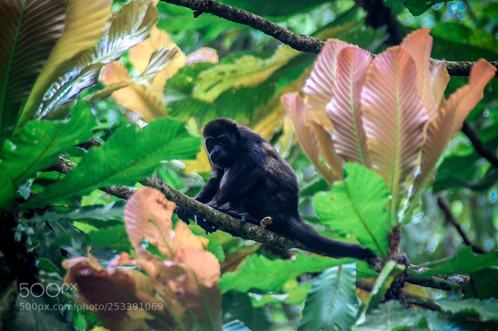 Canon EOS 7D sample photo. Congo photography