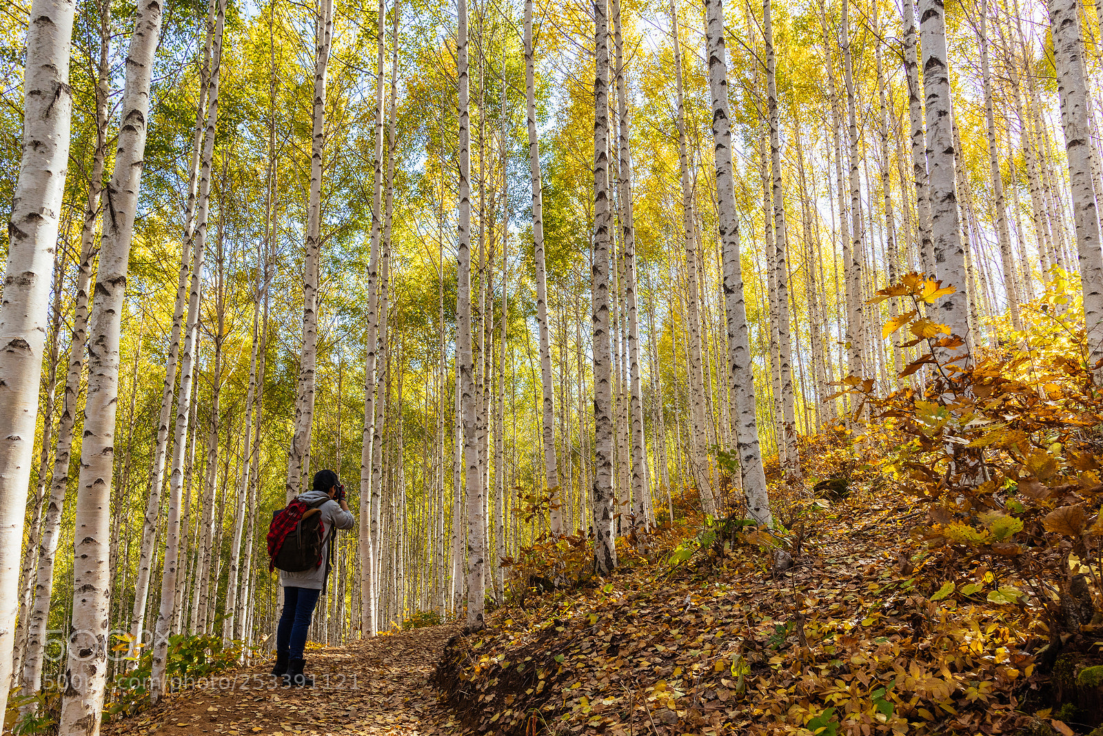 Nikon D810 sample photo. White birch forest photography