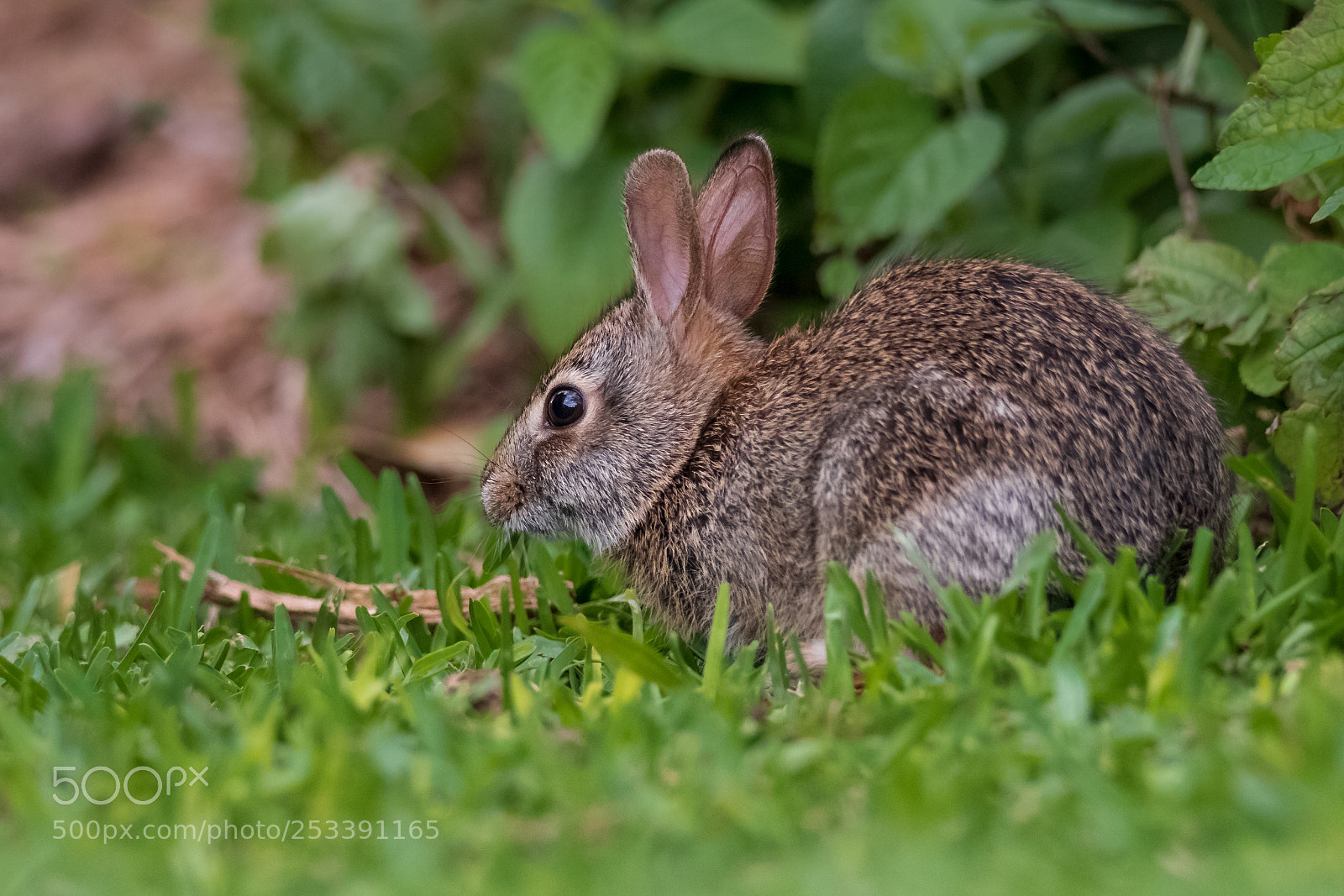 Canon EOS 7D Mark II sample photo. They grow up so photography