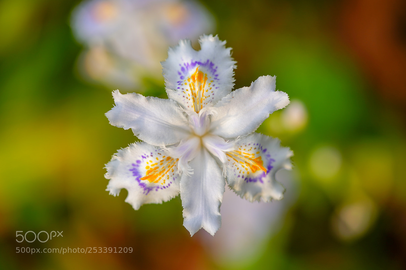 Sony a9 sample photo. Beautiful flower photography