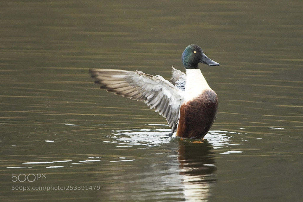 Canon EOS 7D Mark II sample photo. Northern shoveler male, connecticut, 2018 photography