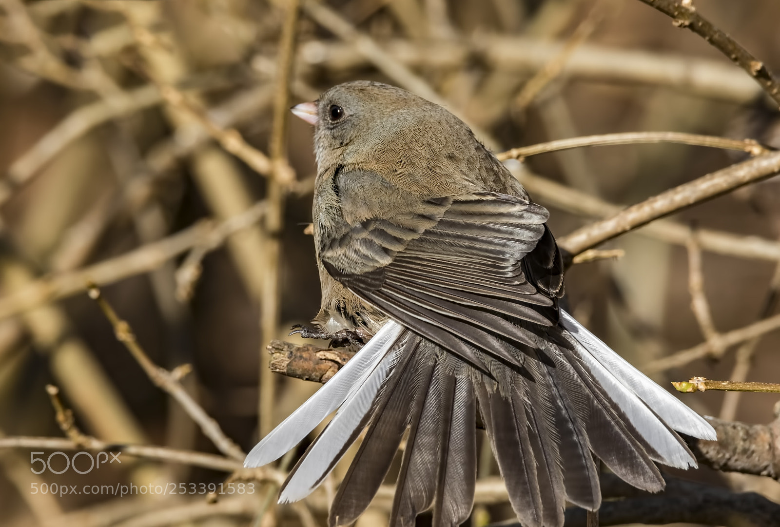 Canon EOS 7D Mark II sample photo. Dark eyed junco photography