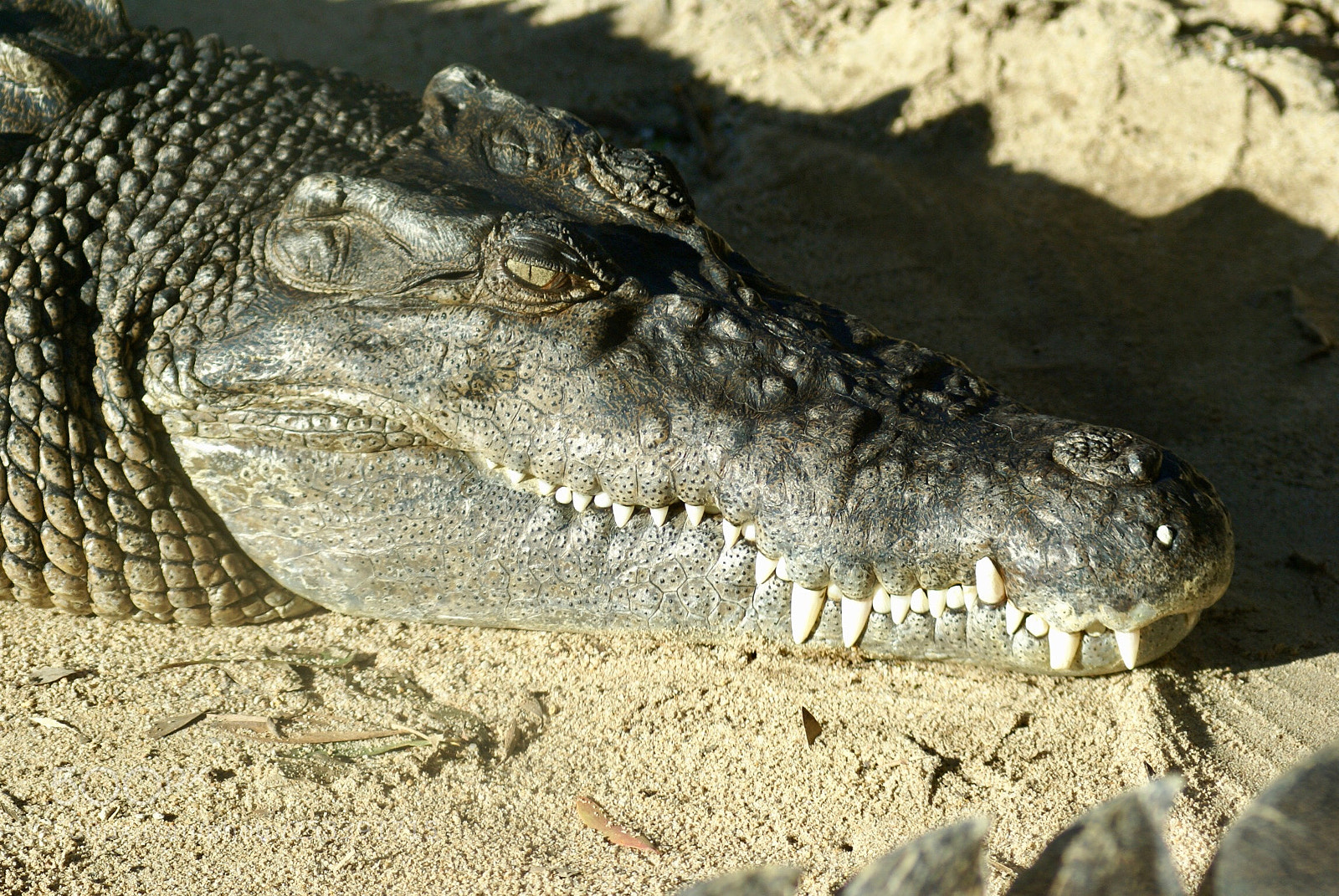 Sony Alpha DSLR-A100 sample photo. Evil eye photography