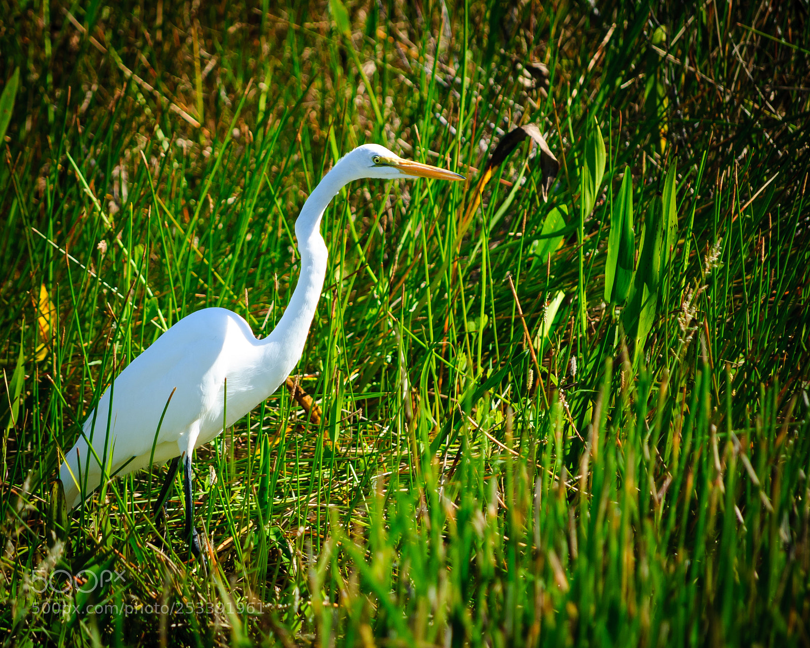 Nikon D60 sample photo. Untitled photography