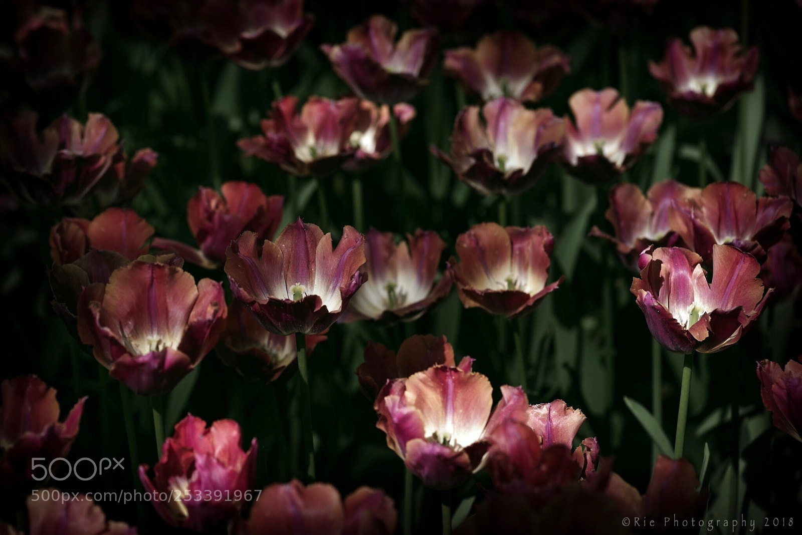 Pentax K-1 sample photo. Untitled photography