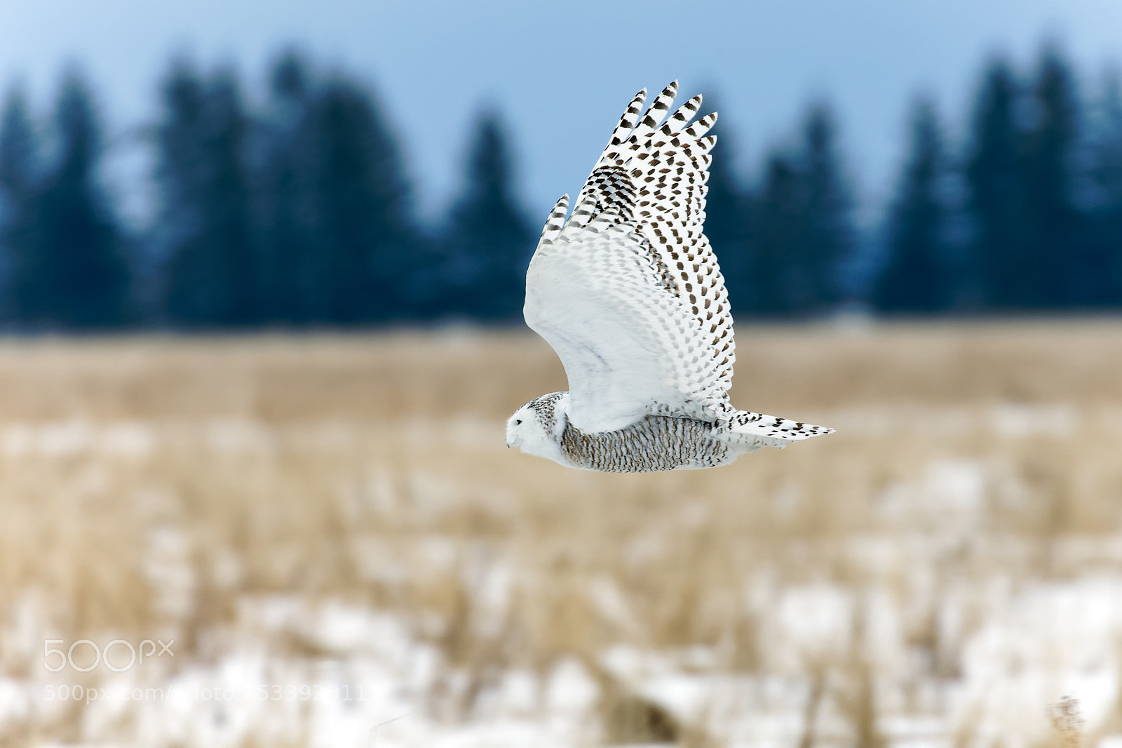 Canon EOS 5D Mark IV sample photo. Snowy owl photography