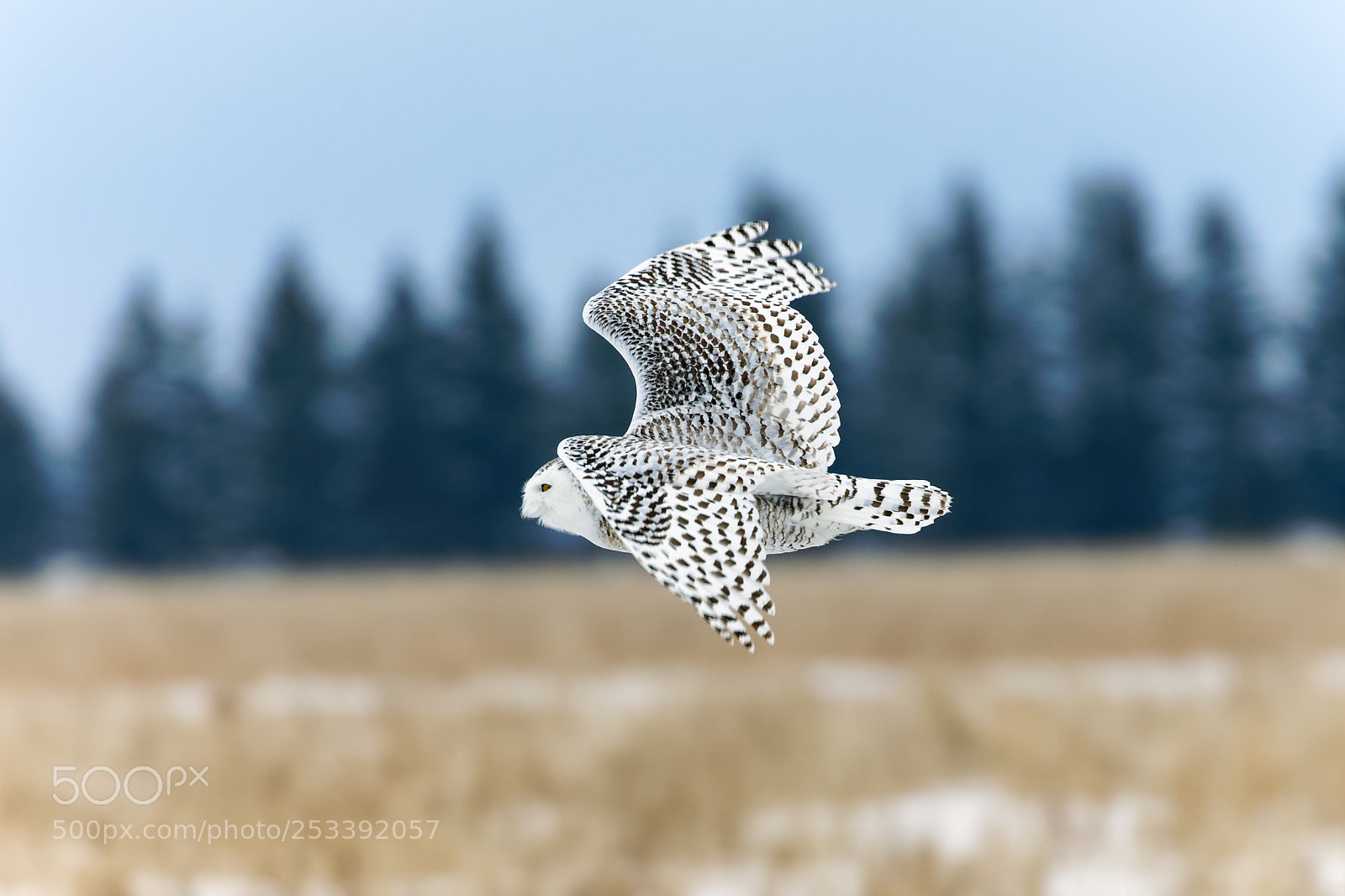 Canon EOS 5D Mark IV sample photo. Snowy owl photography