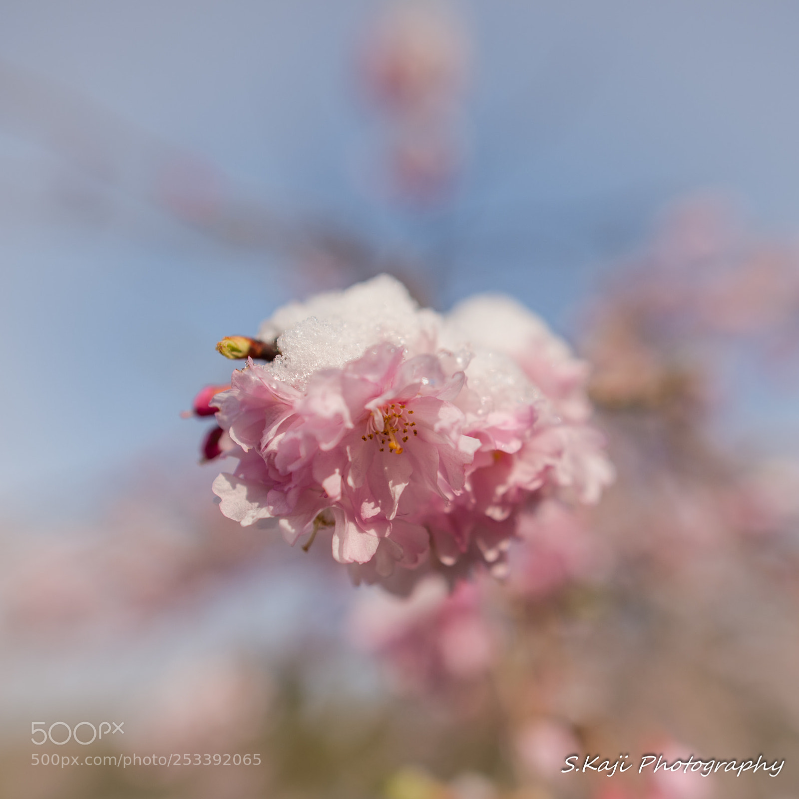 Nikon Df sample photo. Cherry blossom and snow photography