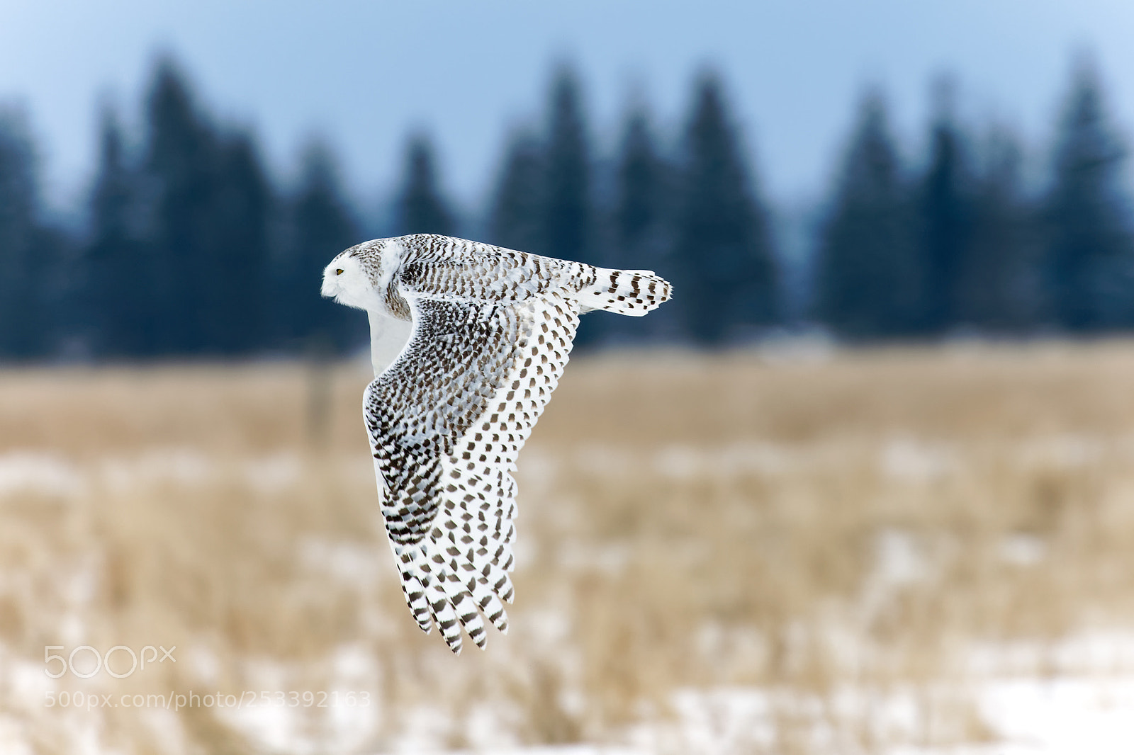 Canon EOS 5D Mark IV sample photo. Snowy owl photography