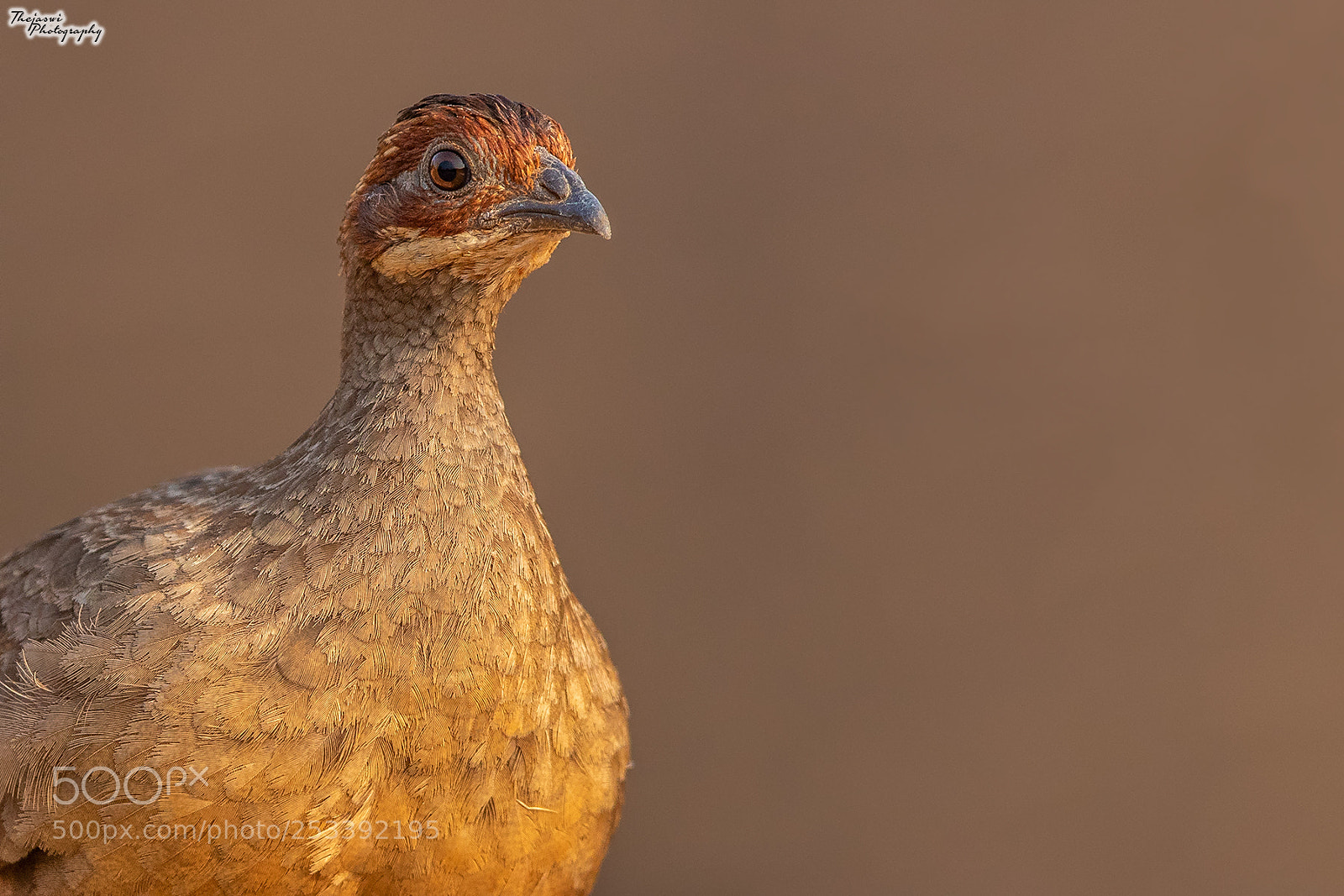 Canon EOS 5D Mark IV sample photo. Painted spurfowl photography