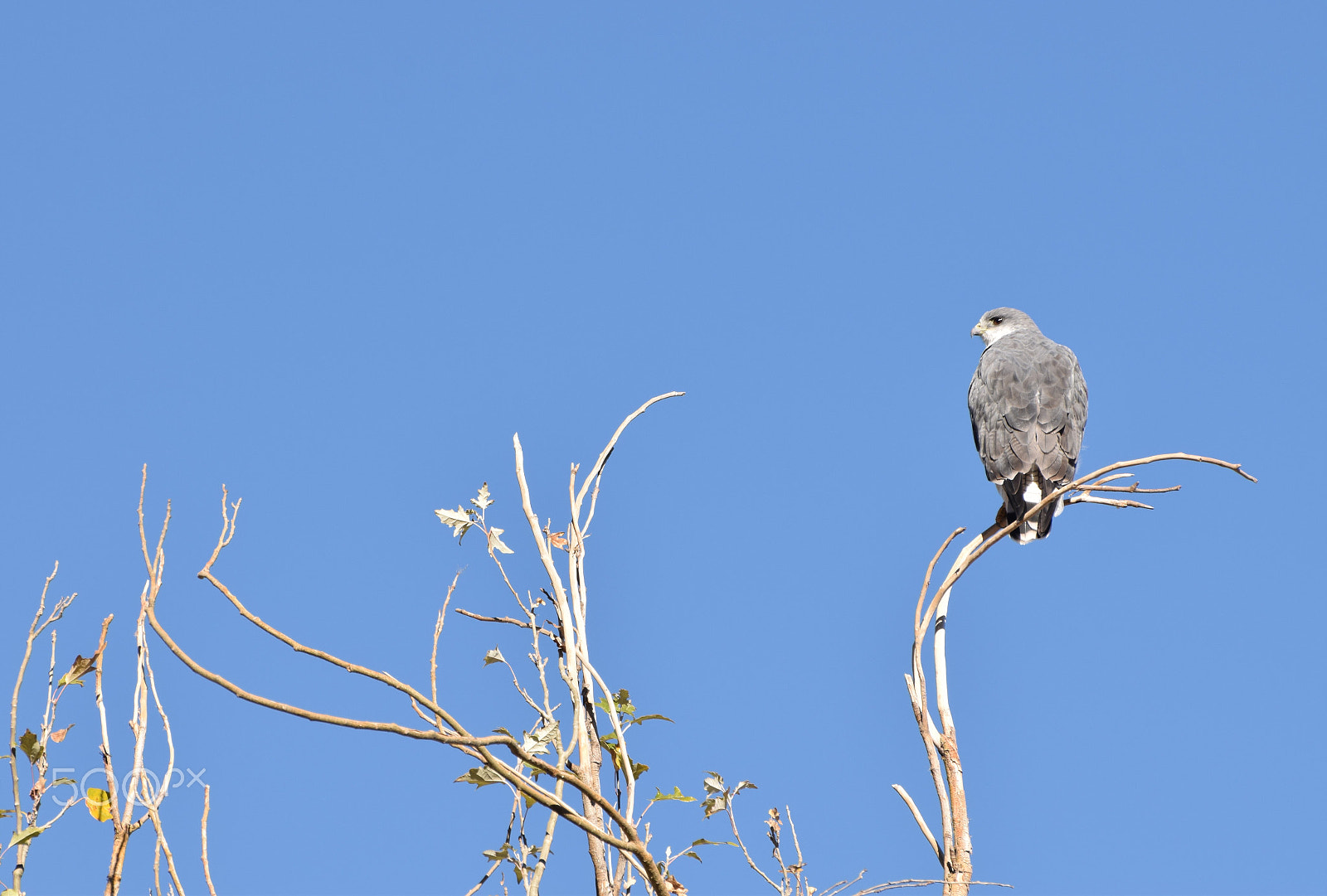 Nikon D3300 sample photo. Aguilucho macho photography
