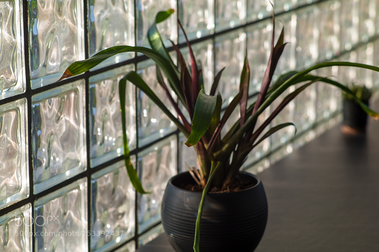 Leica M9 sample photo. (not) fake plastic tree photography
