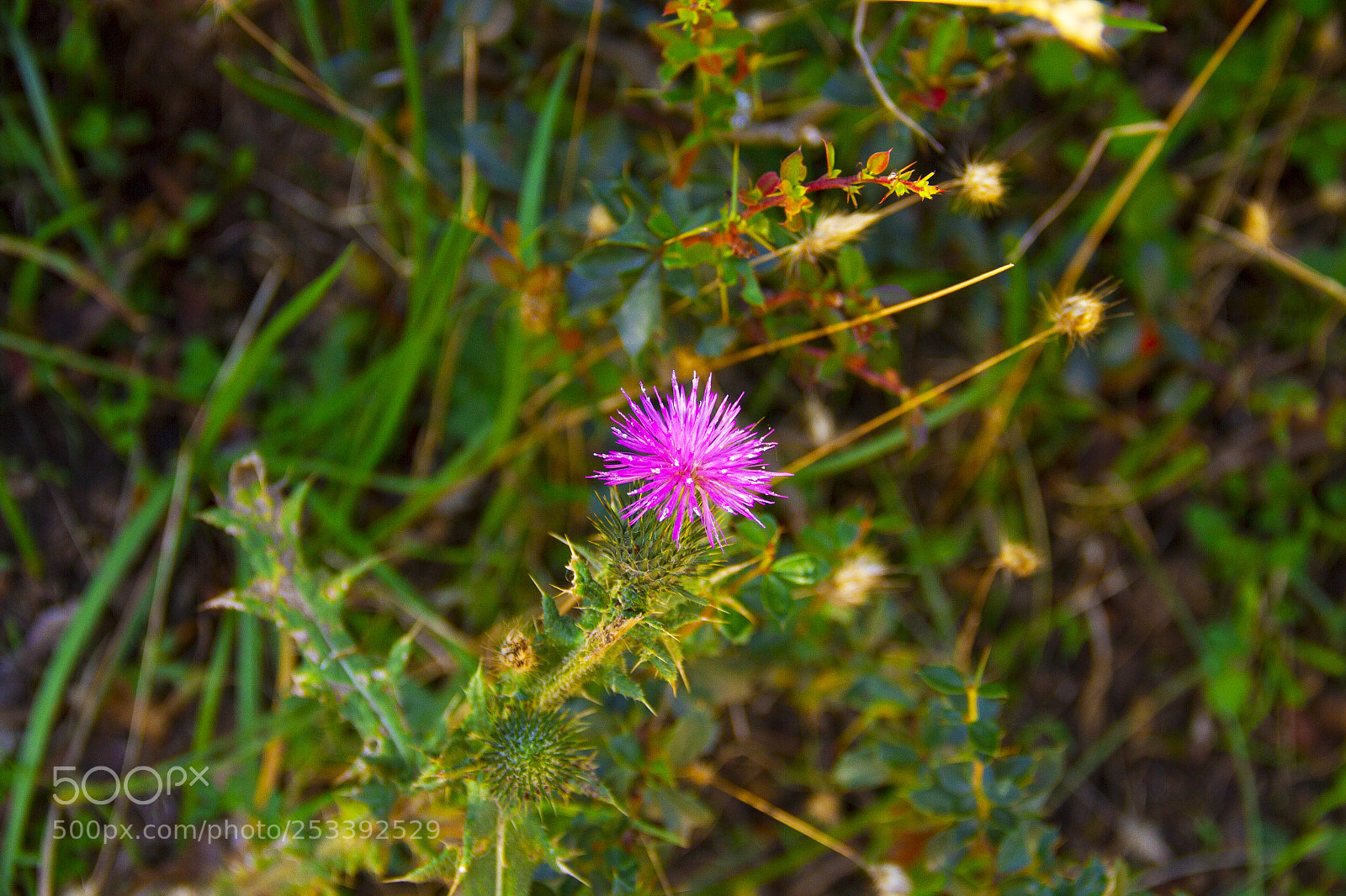 Canon EOS 7D sample photo. Flor photography