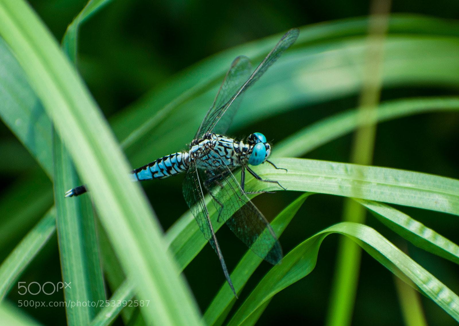 Nikon D5500 sample photo. Blue dragonfly photography