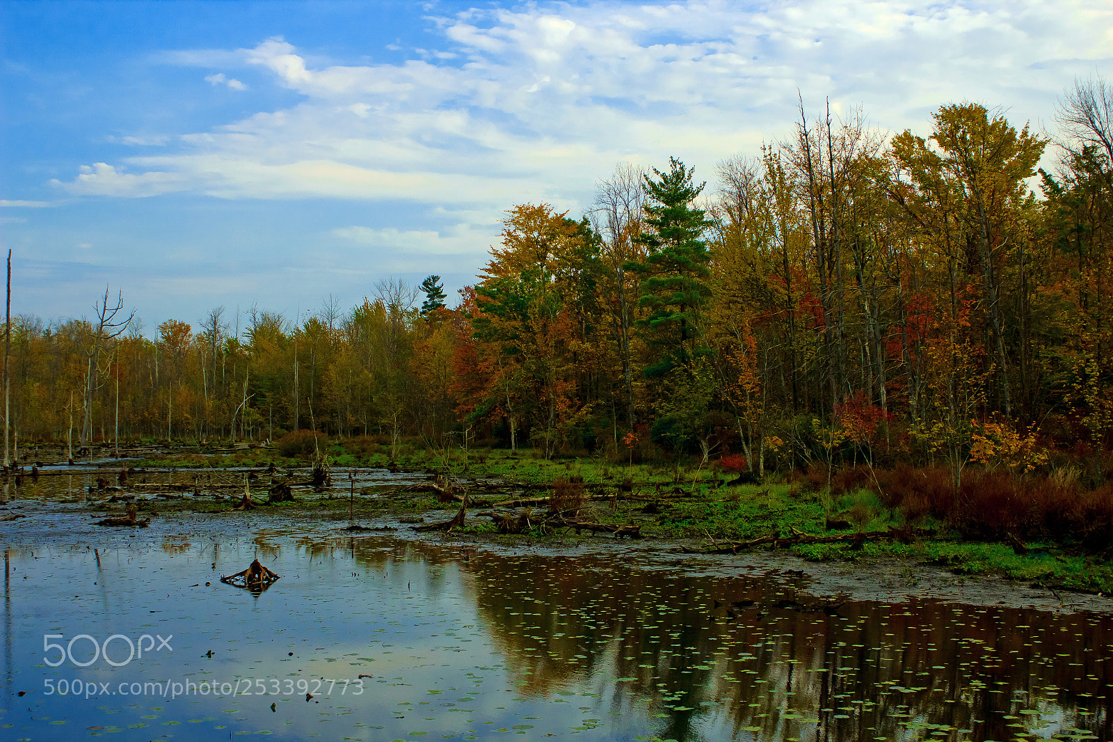 Canon EOS 600D (Rebel EOS T3i / EOS Kiss X5) sample photo. Colorful autumn wetland photography