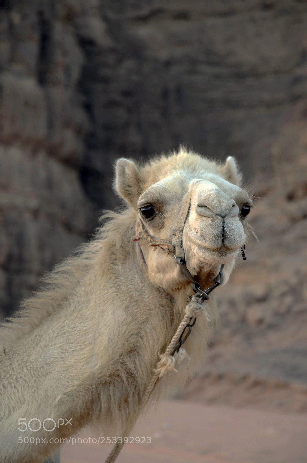 Nikon D7000 sample photo. Camel photography