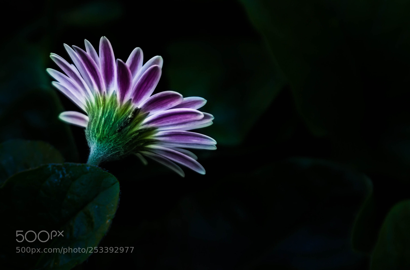 Canon EOS 600D (Rebel EOS T3i / EOS Kiss X5) sample photo. Purple in the dark photography