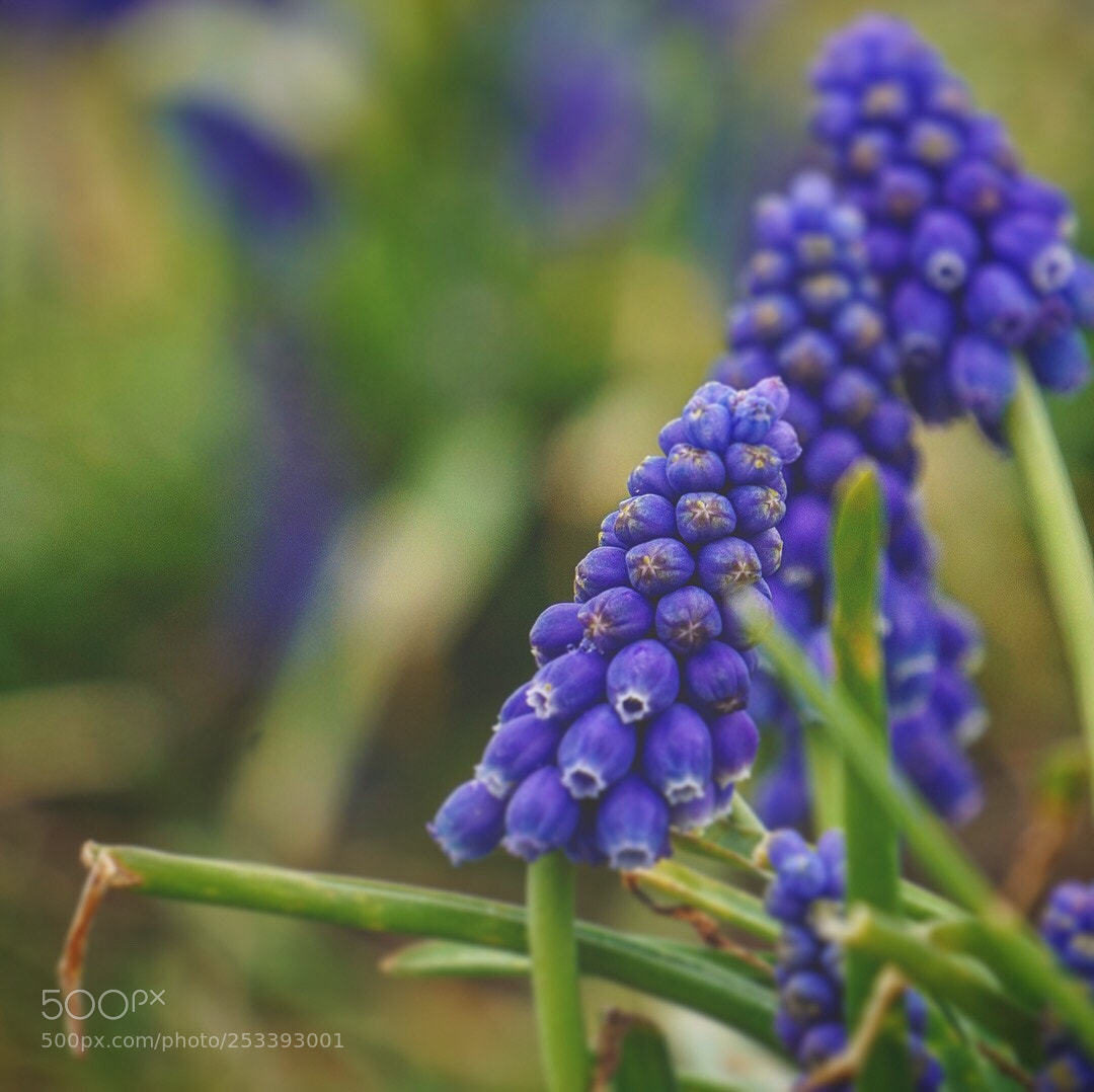 Sony a6000 sample photo. Untitled photography