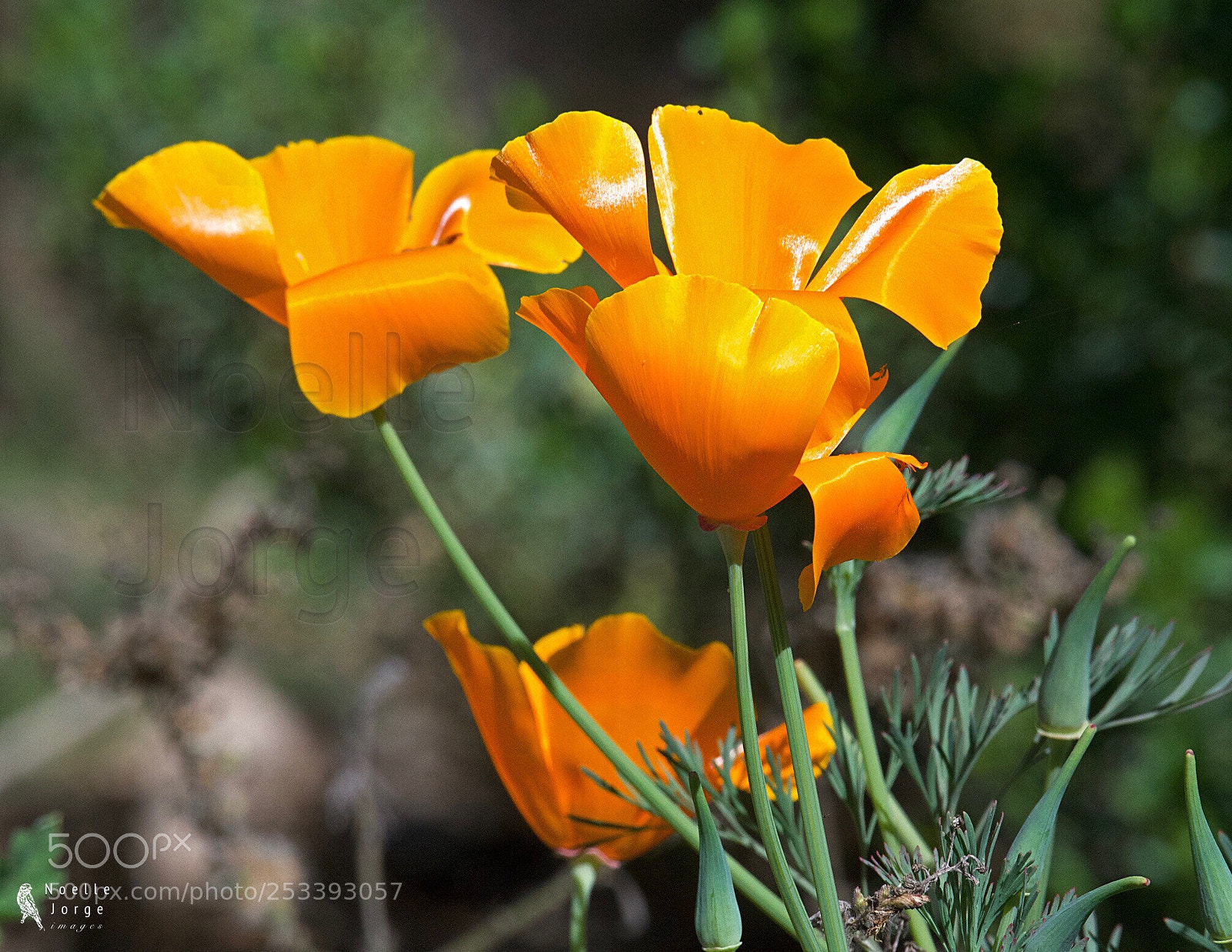 Nikon D500 sample photo. I love spring  photography