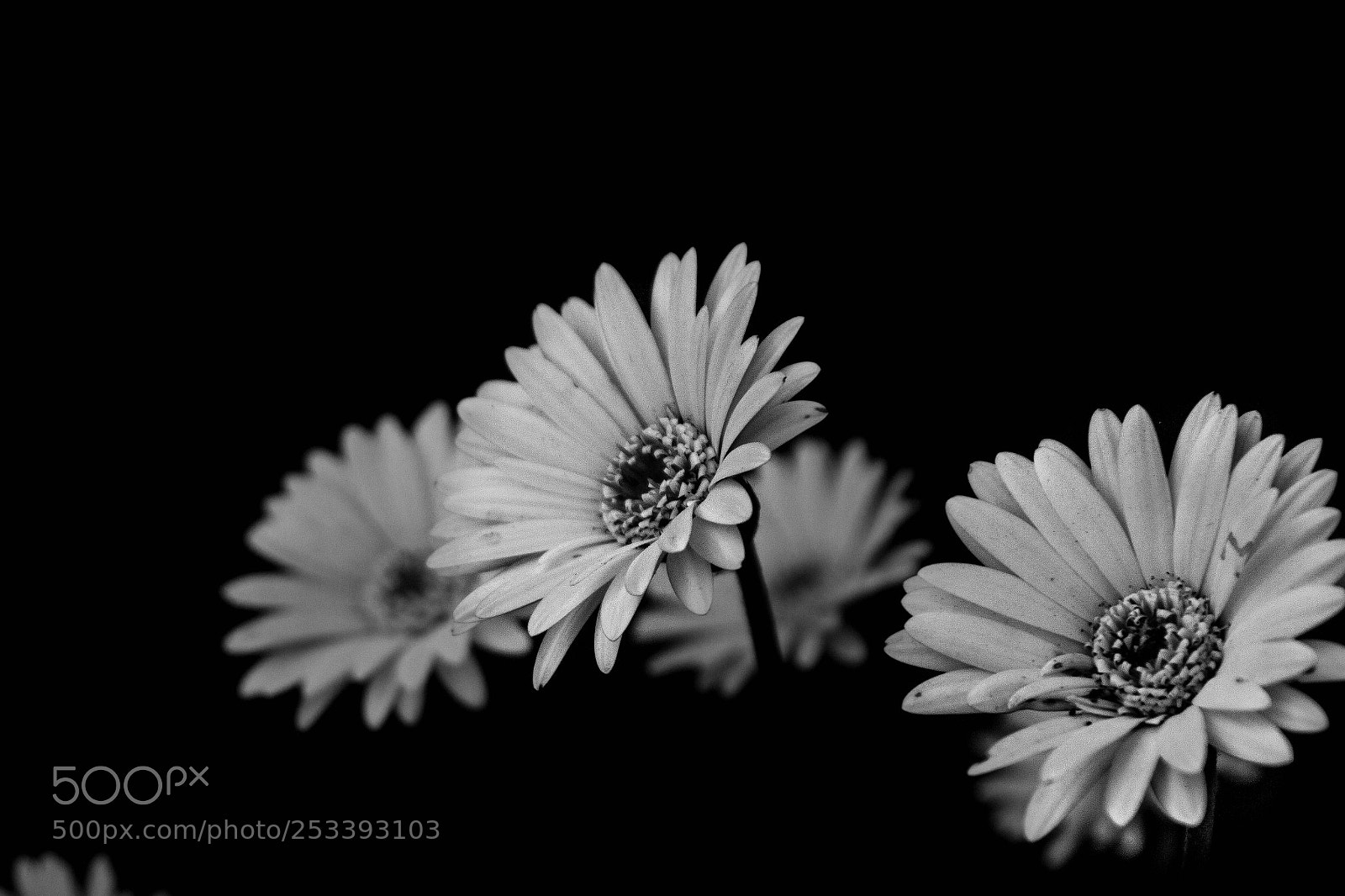 Canon EOS 600D (Rebel EOS T3i / EOS Kiss X5) sample photo. White in the dark photography