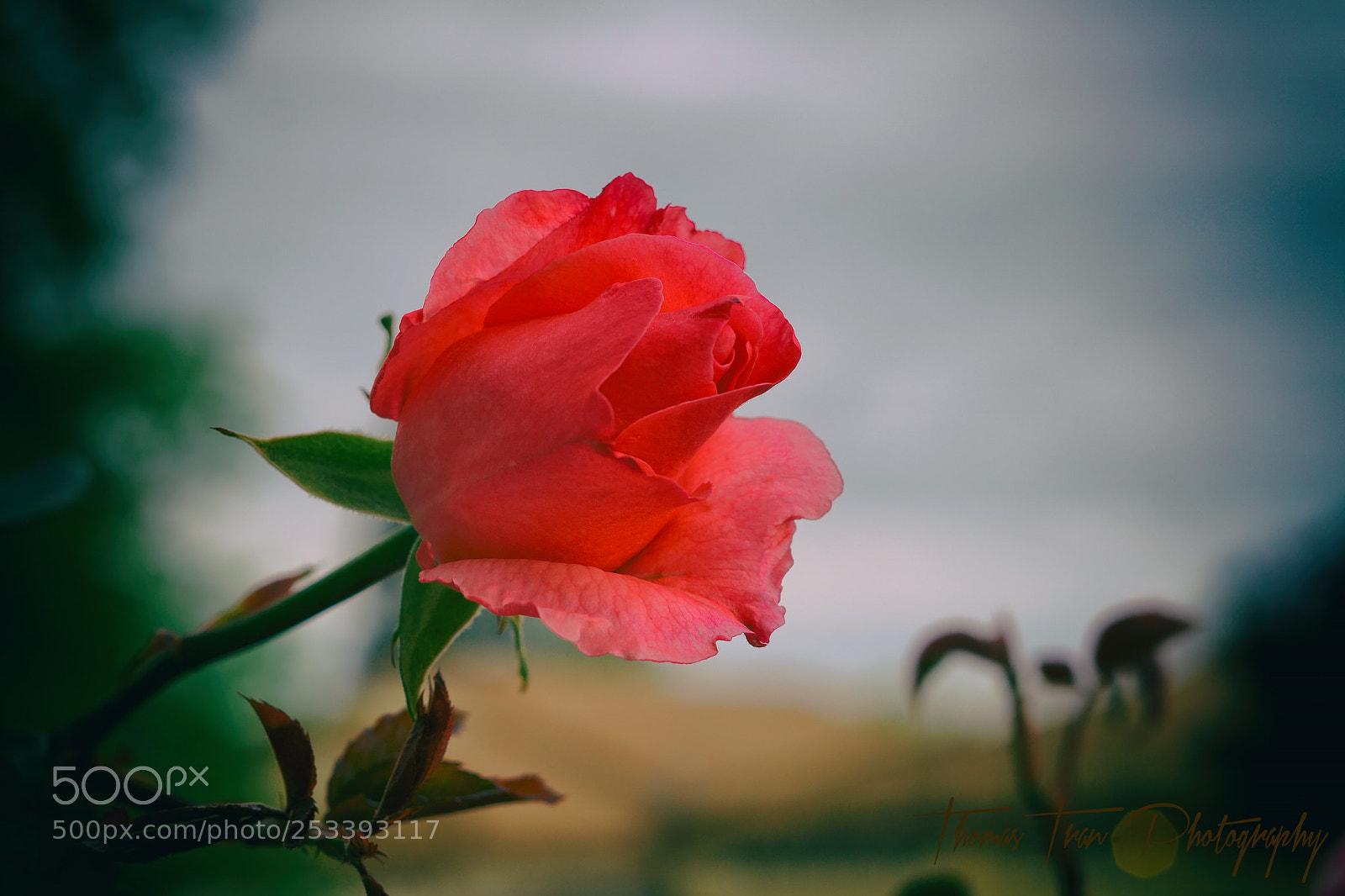 Sony a6000 sample photo. Red rose photography