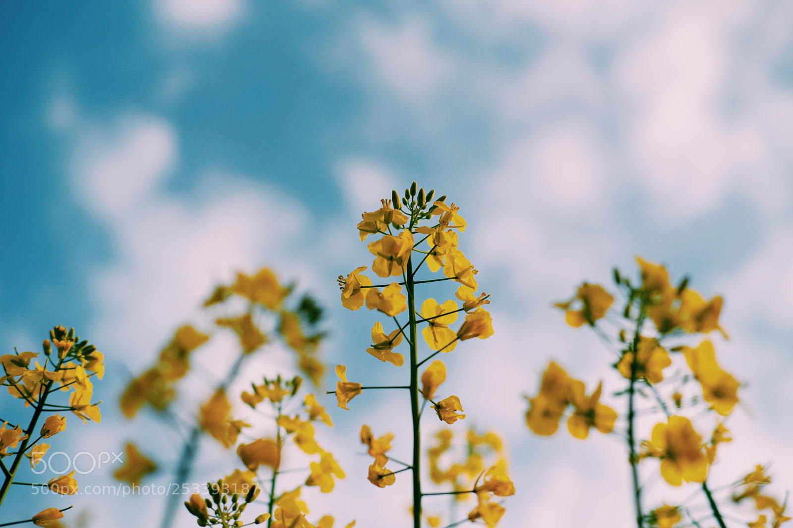 Fujifilm X-Pro2 sample photo. Rapeseed flower photography