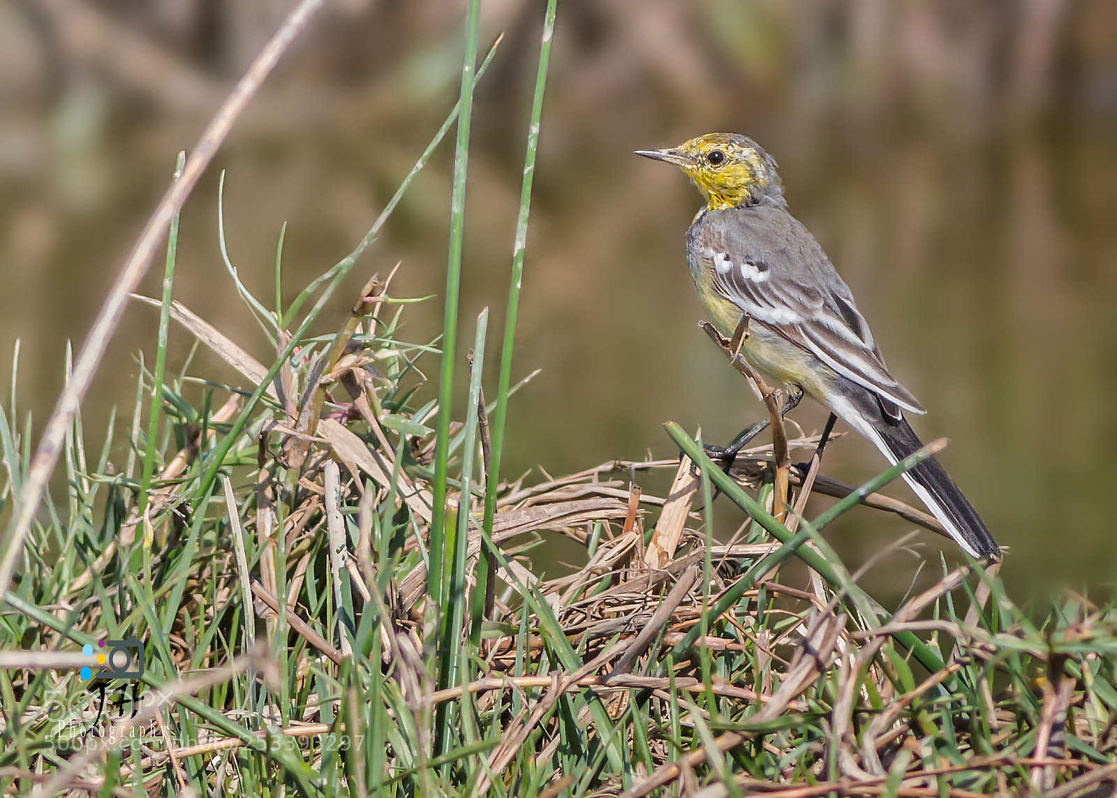 Canon EOS 70D sample photo. Citrine wagtail (f) photography