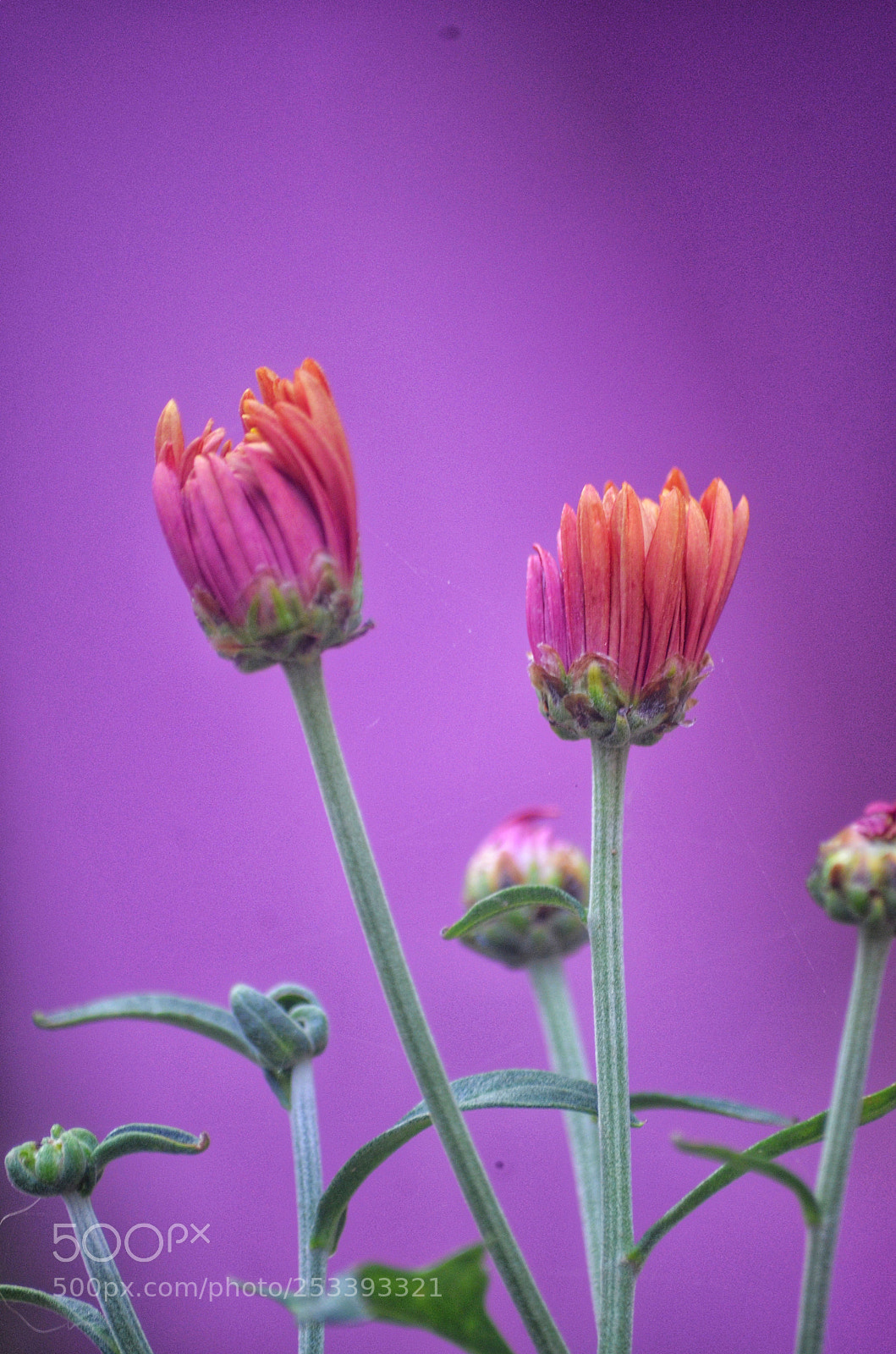 Nikon D5100 sample photo. Flowers photography