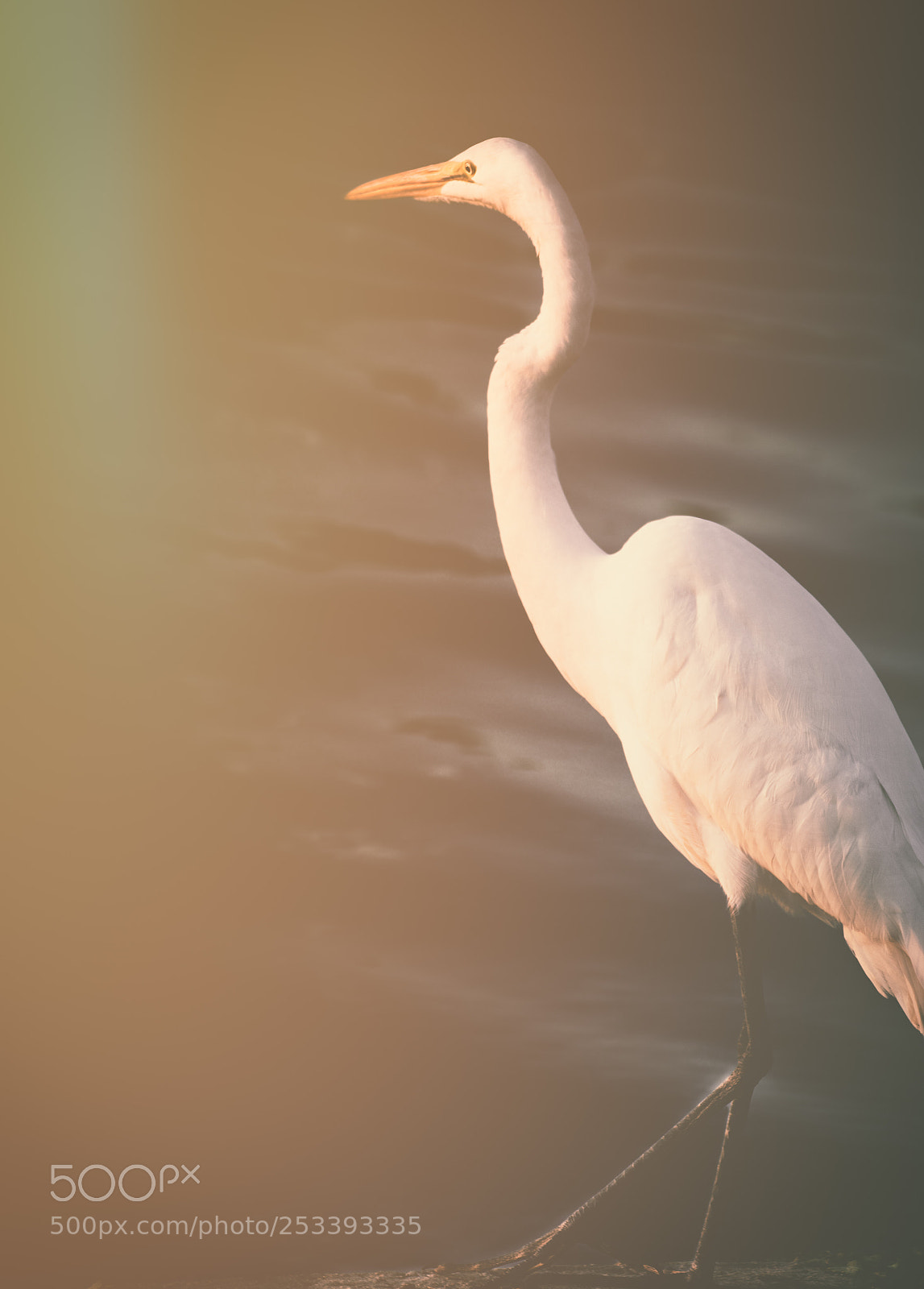Canon EOS 7D Mark II sample photo. Morning glow photography