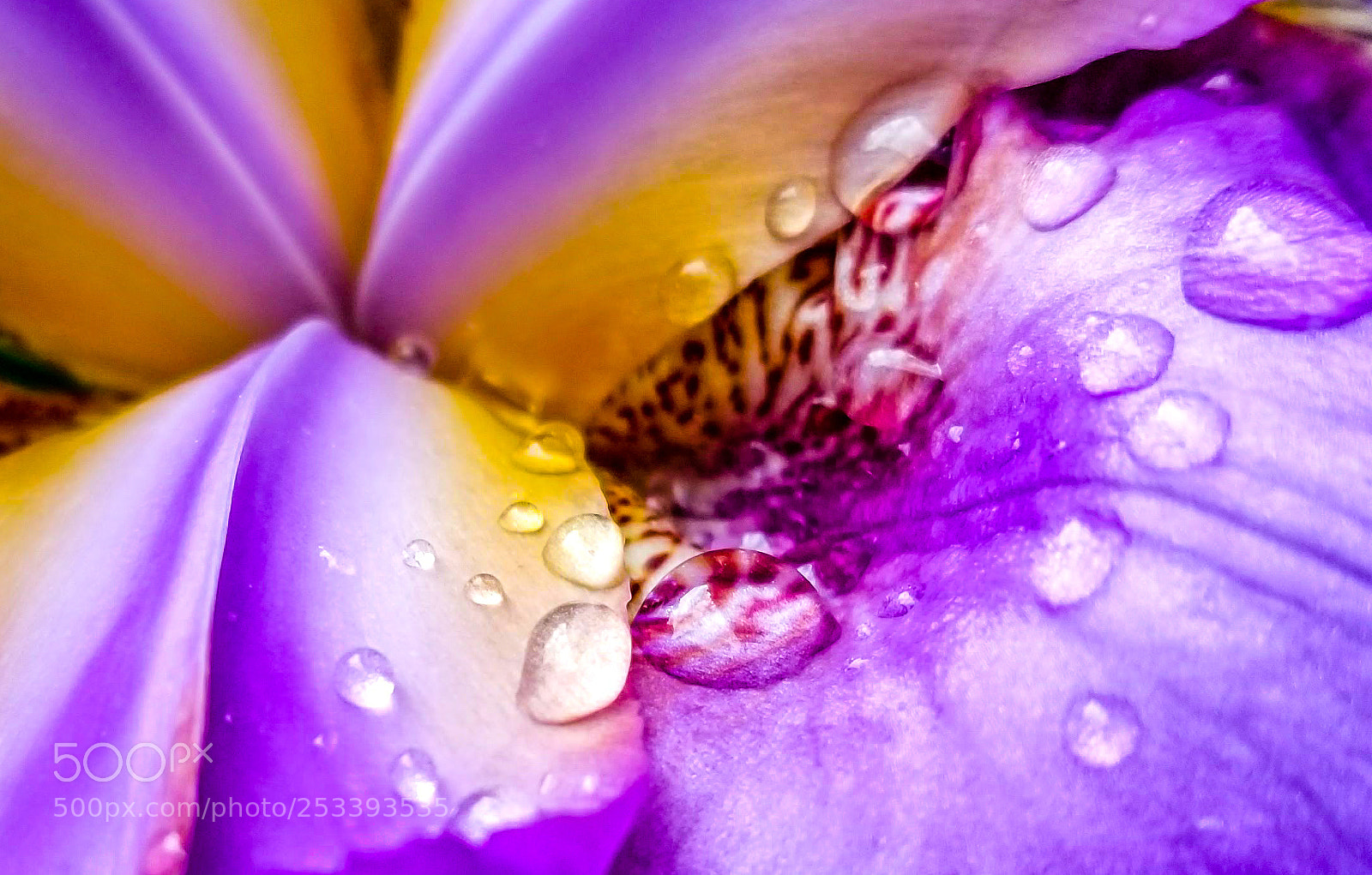 Samsung Galaxy S8 sample photo. Purple rain photography