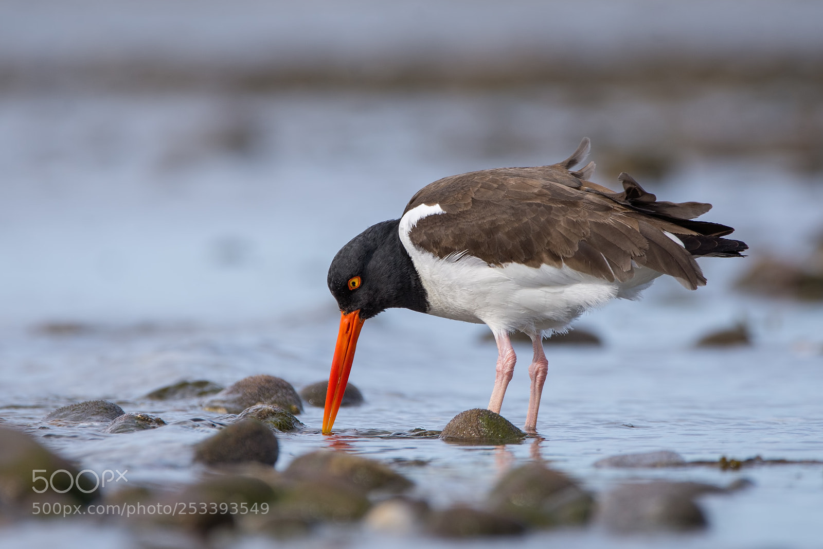 Nikon D7200 sample photo. American oystercatcher photography