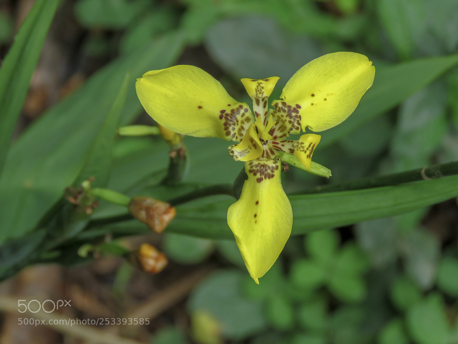 Canon PowerShot SX60 HS sample photo. Yellow flower  photography