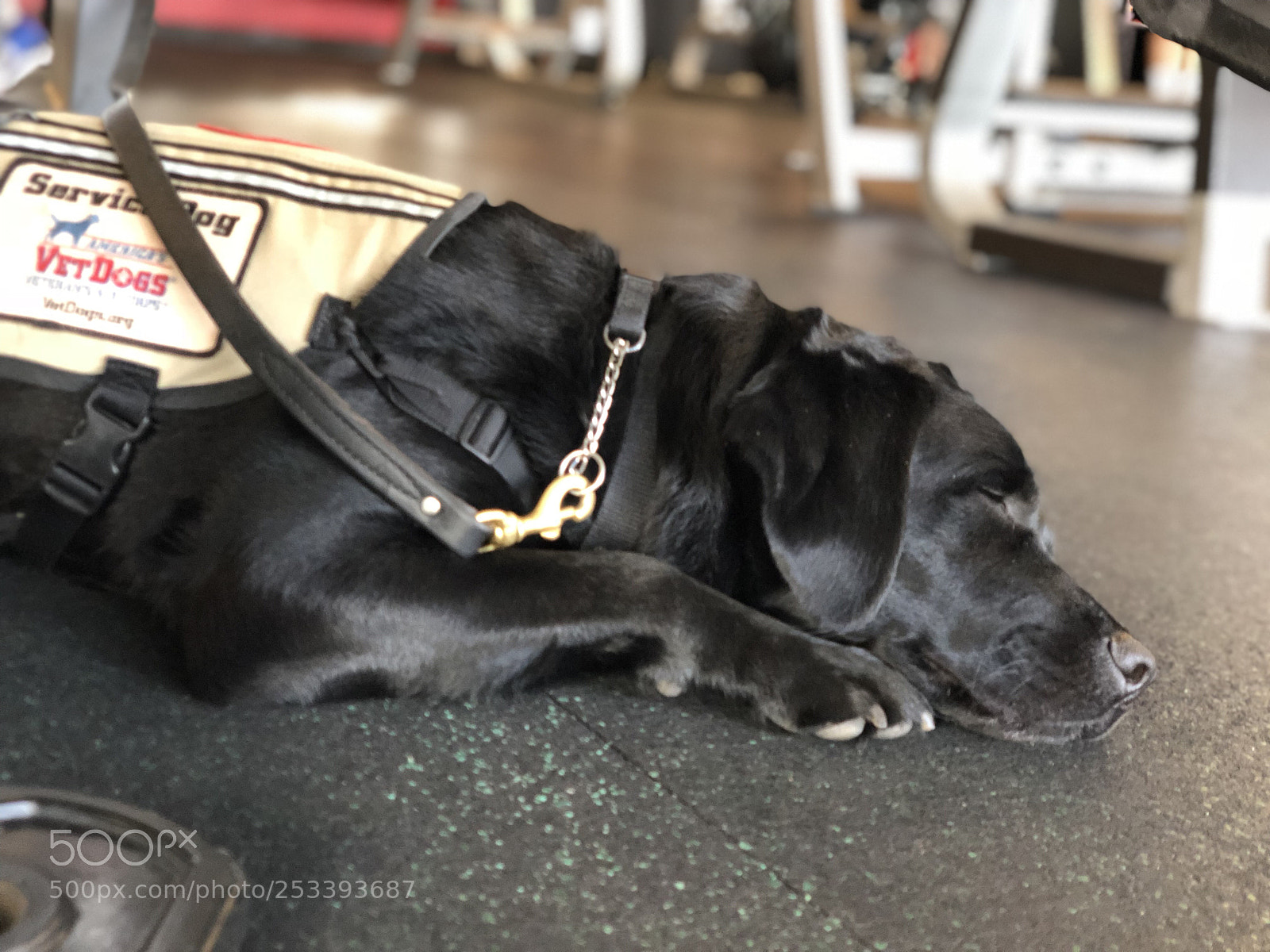 Apple iPhone X sample photo. My service dog is photography