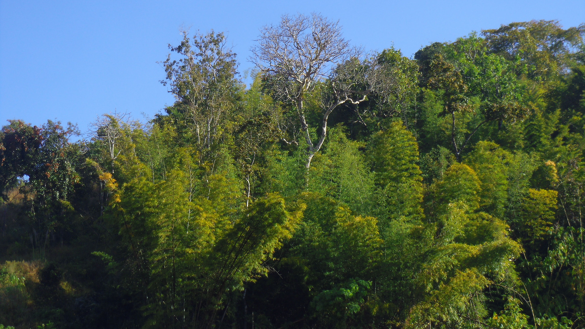 Pentax OPTIO LS465 sample photo. Thai forrest photography