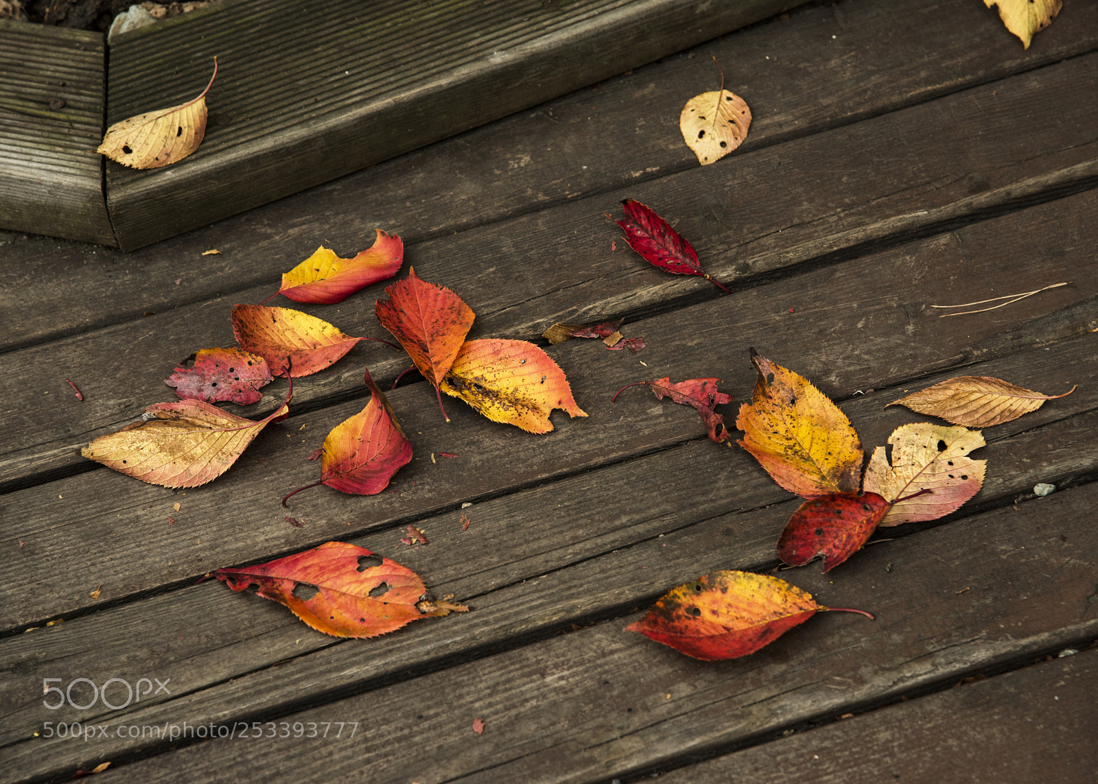 Nikon D810 sample photo. R e b i photography